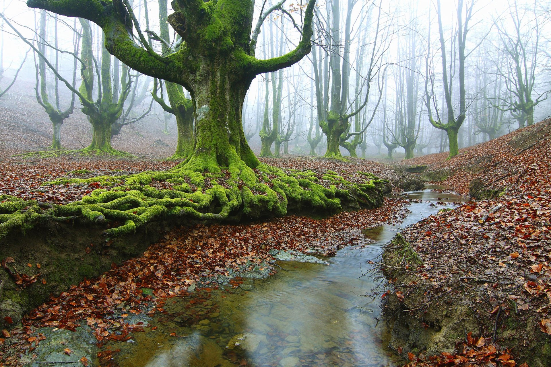 foresta alberi ruscello radici muschio autunno