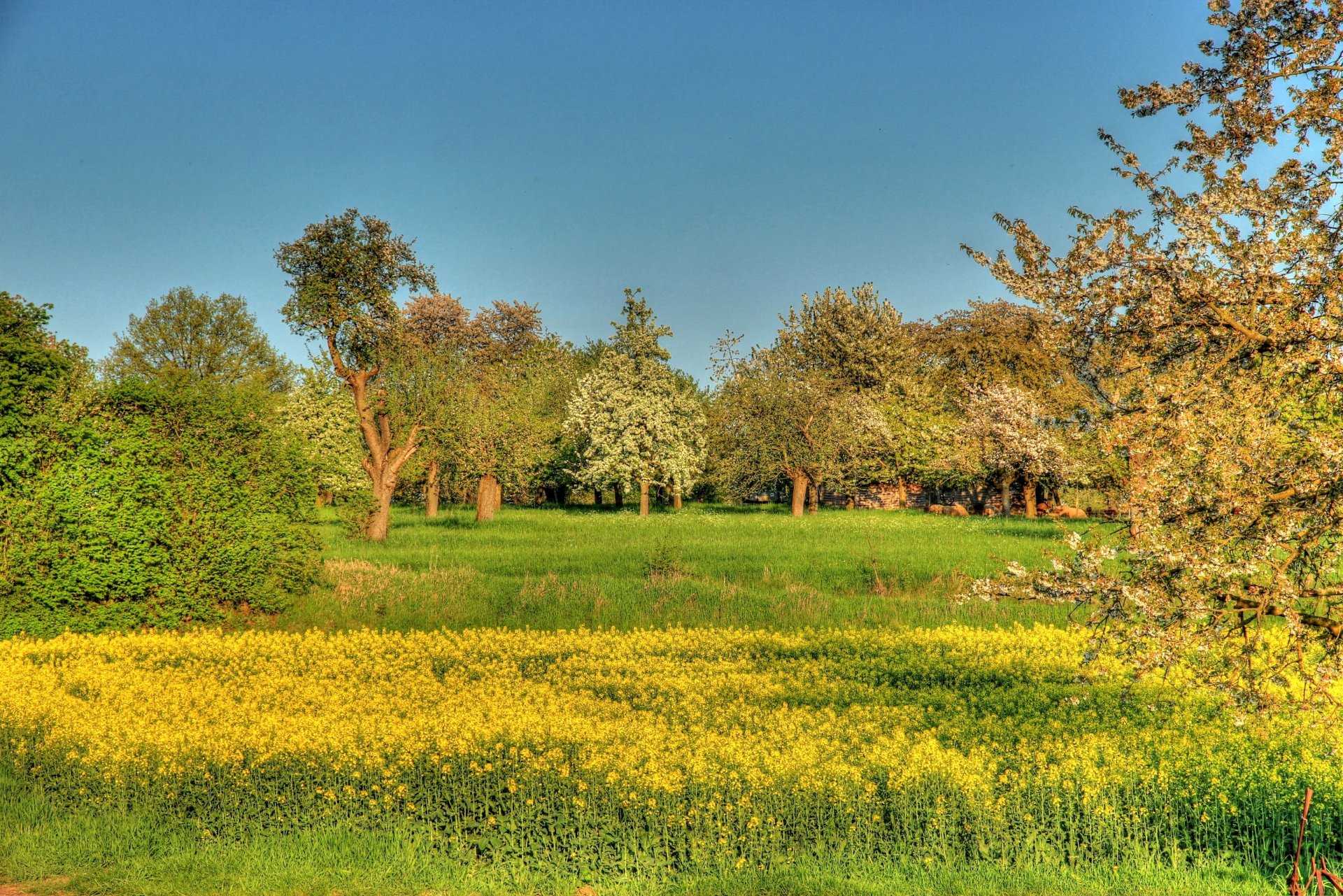 sommer gras.farbe bäume laub himmel