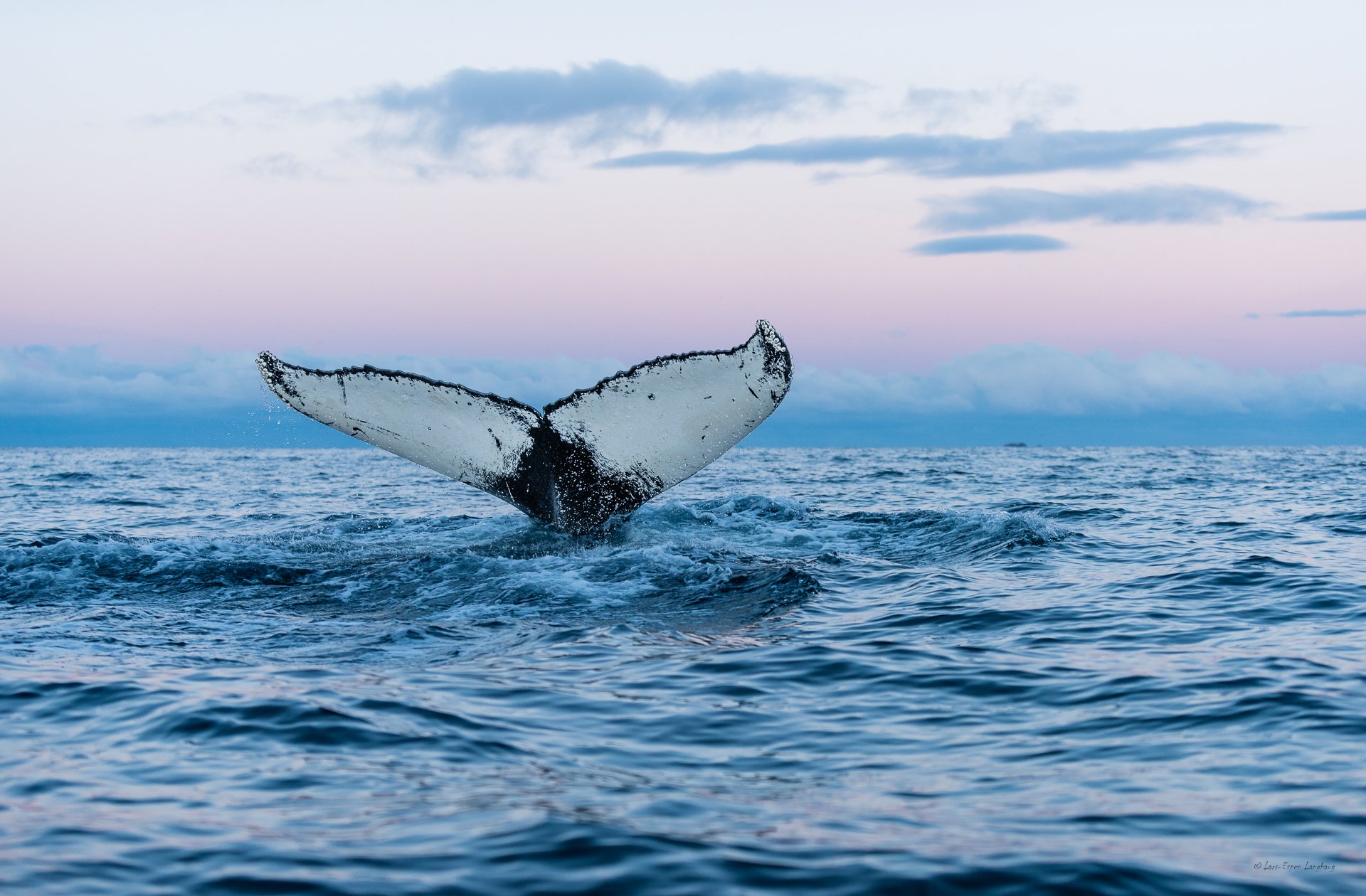 whale sea nature