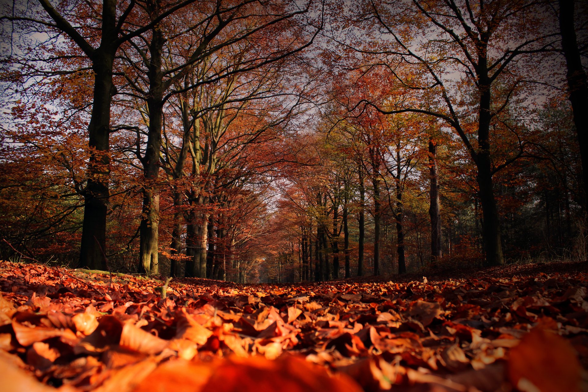 otoño árboles hojas caída de hojas