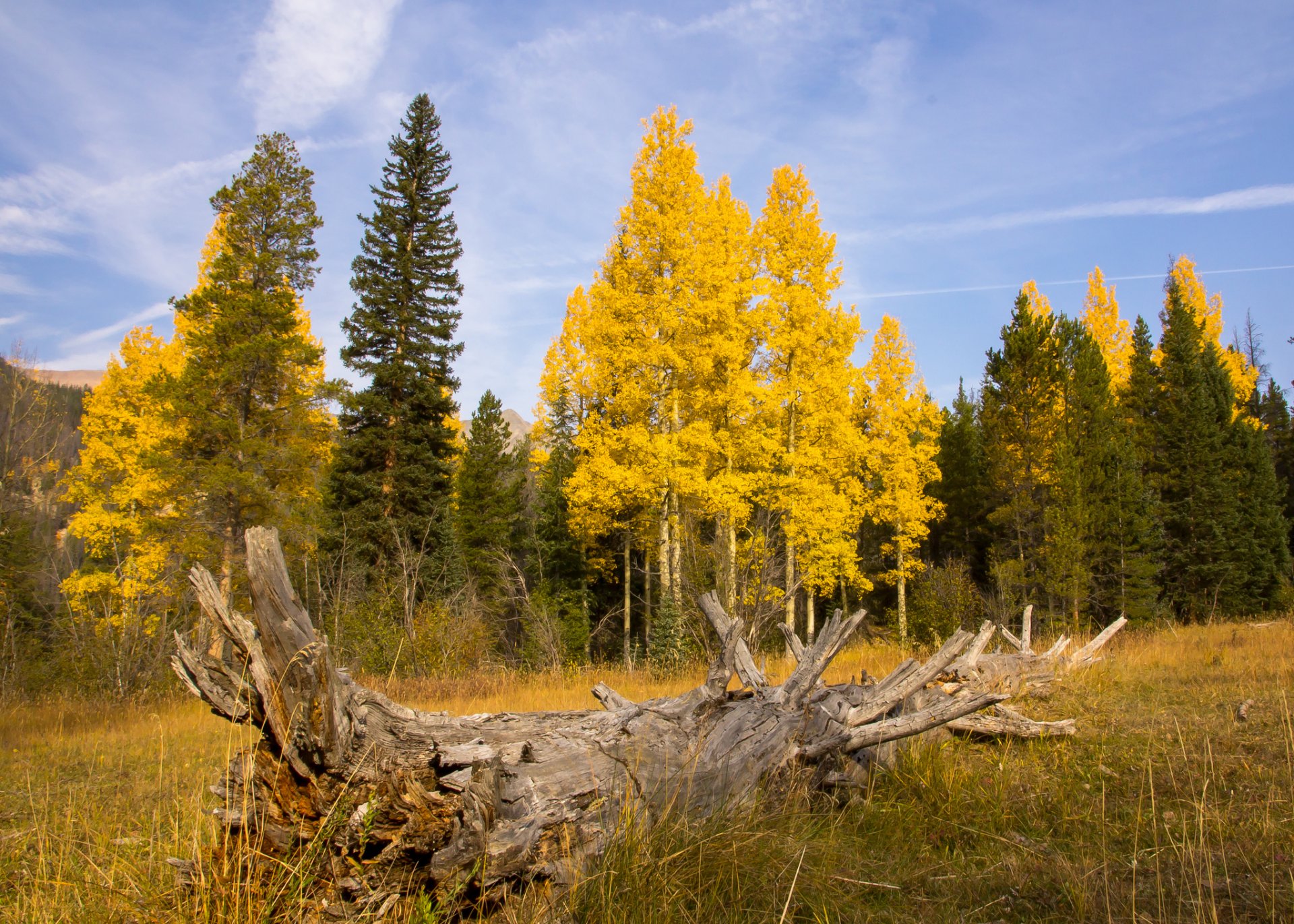 himmel feld wald treibholz herbst