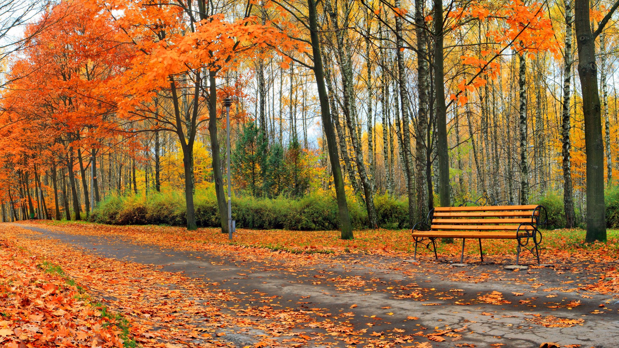 otoño parque árbol naturaleza paisaje hojas árboles