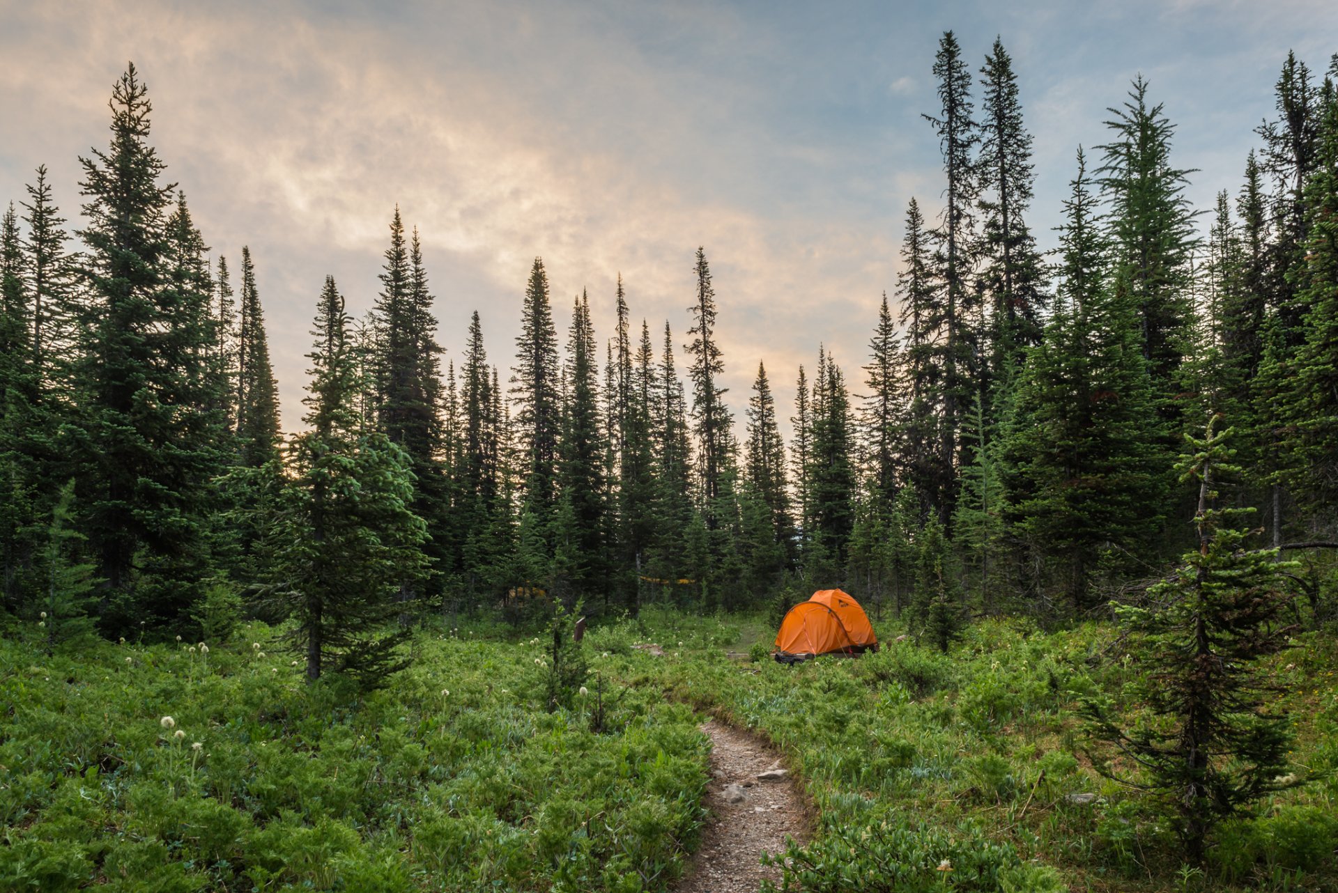 natura foresta tenda