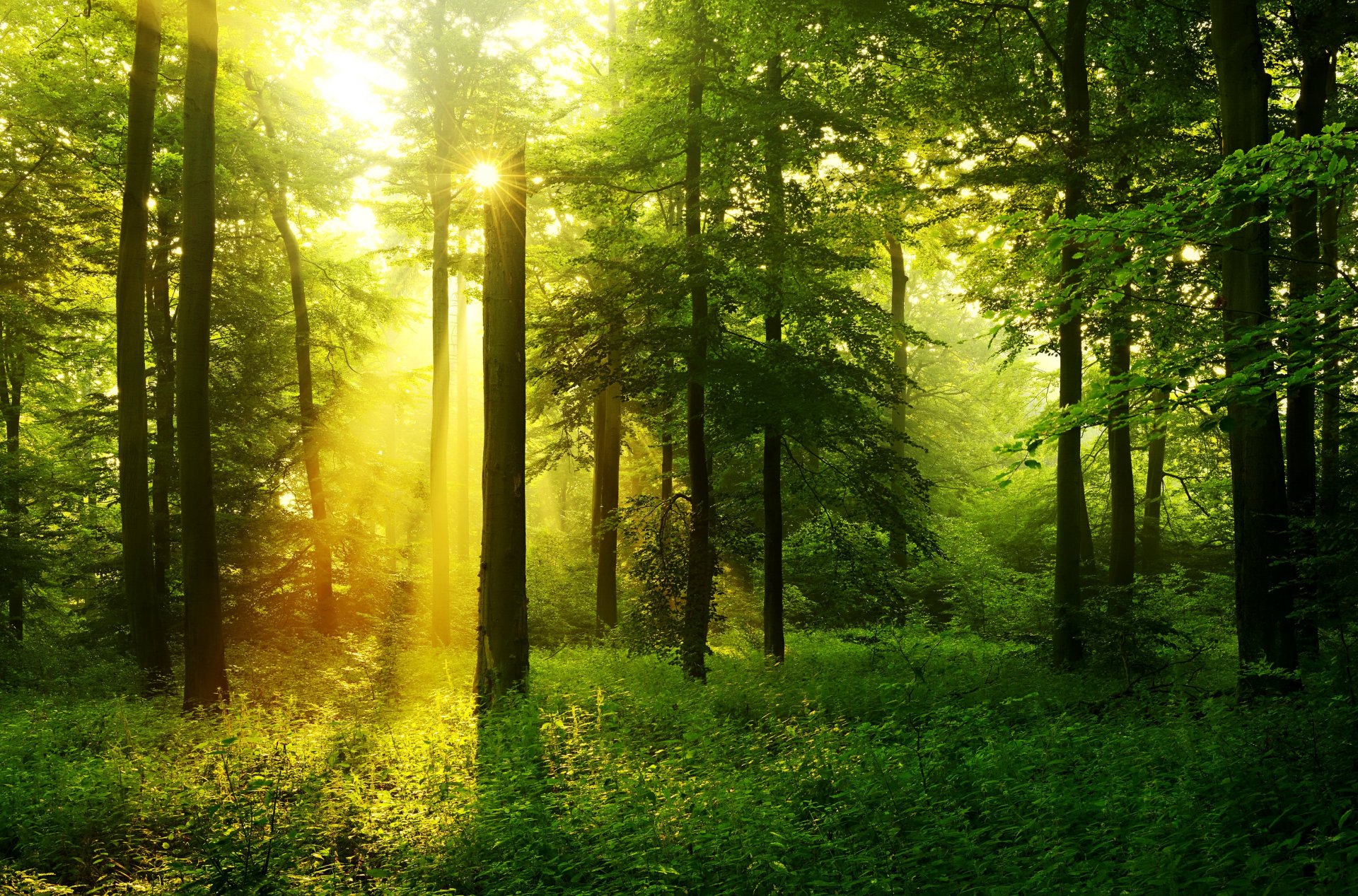 bosque árboles hierba vegetación rayos del sol