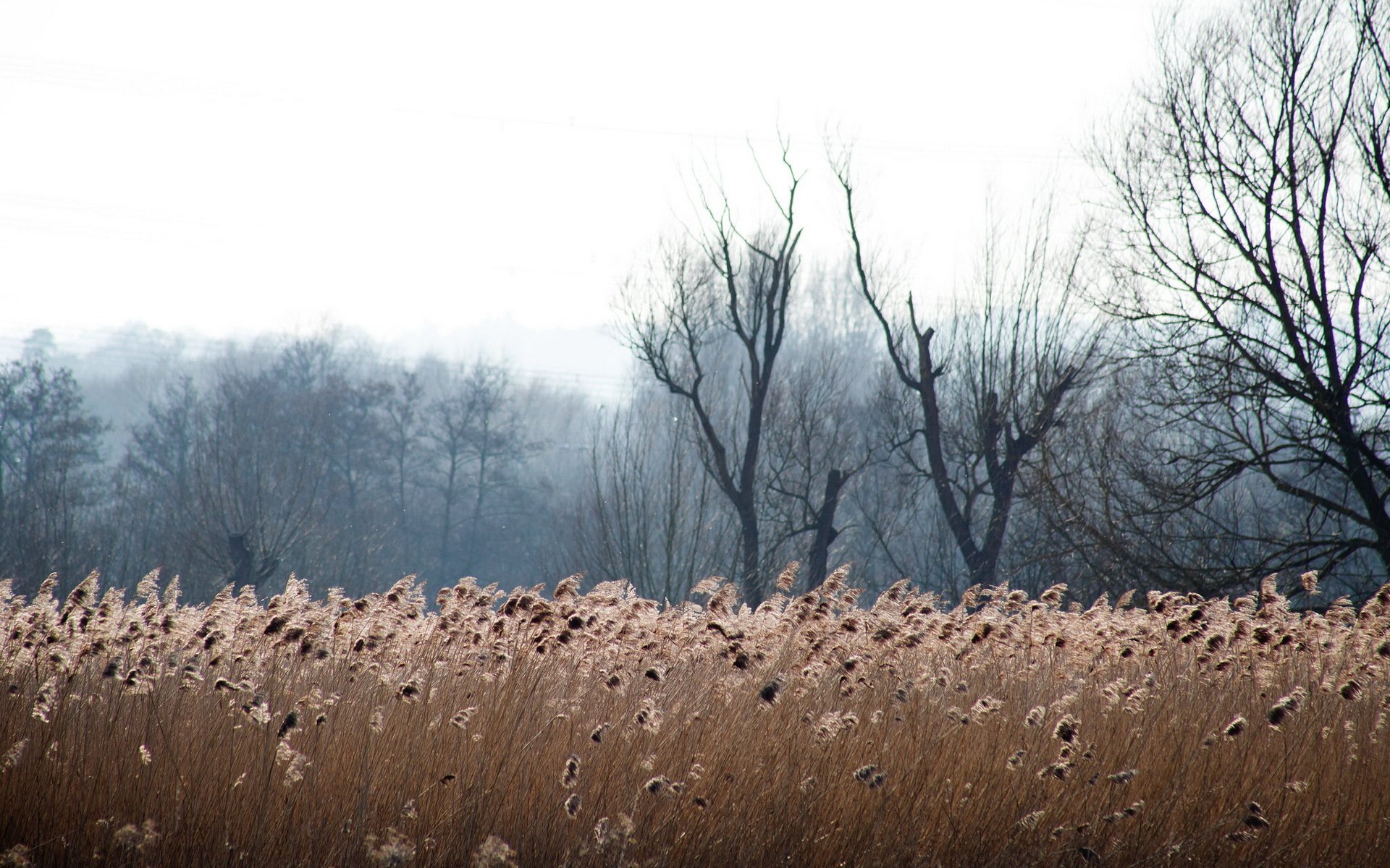 reed spring nature