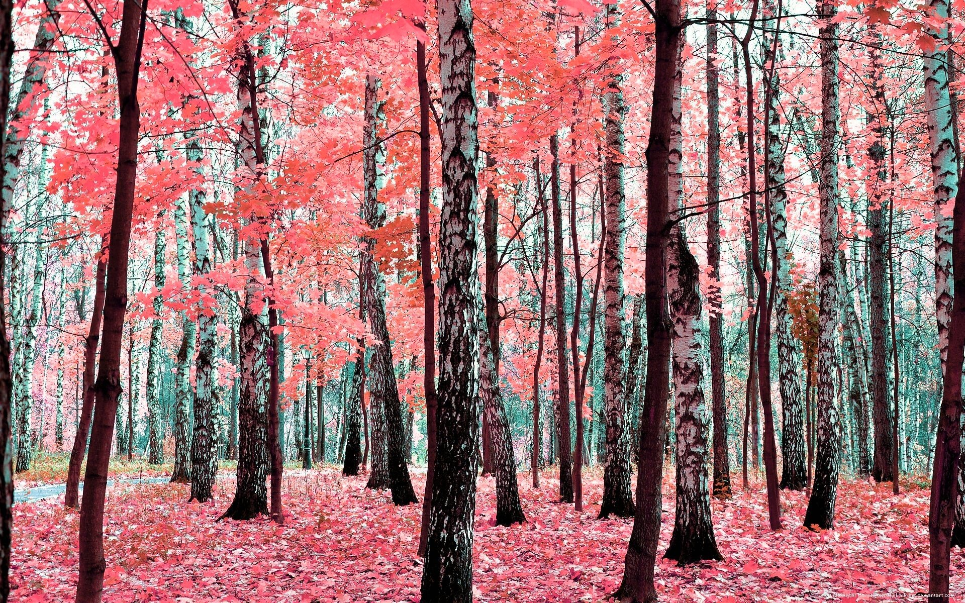 bosque otoño árboles hojas follaje