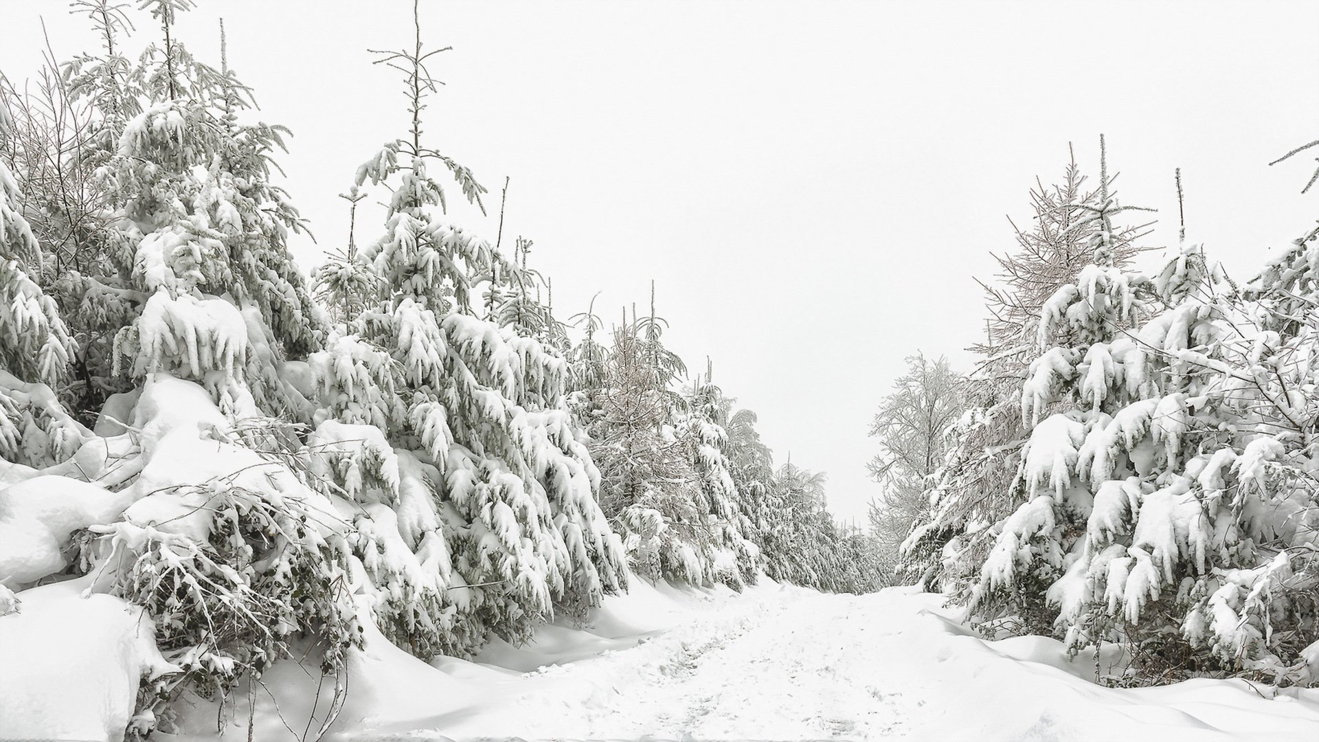 winter snow forest nature