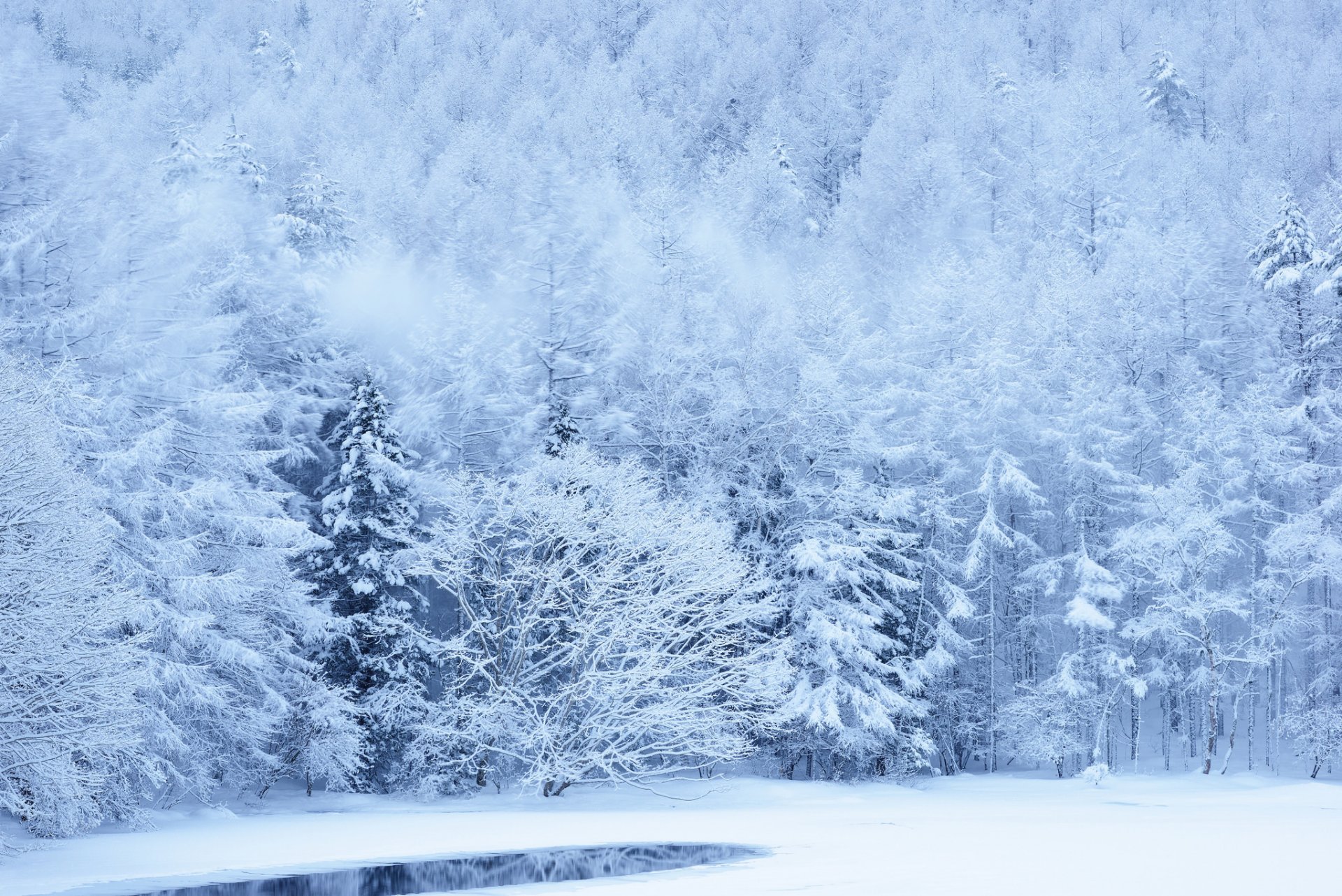 bosque pendiente invierno árboles nieve