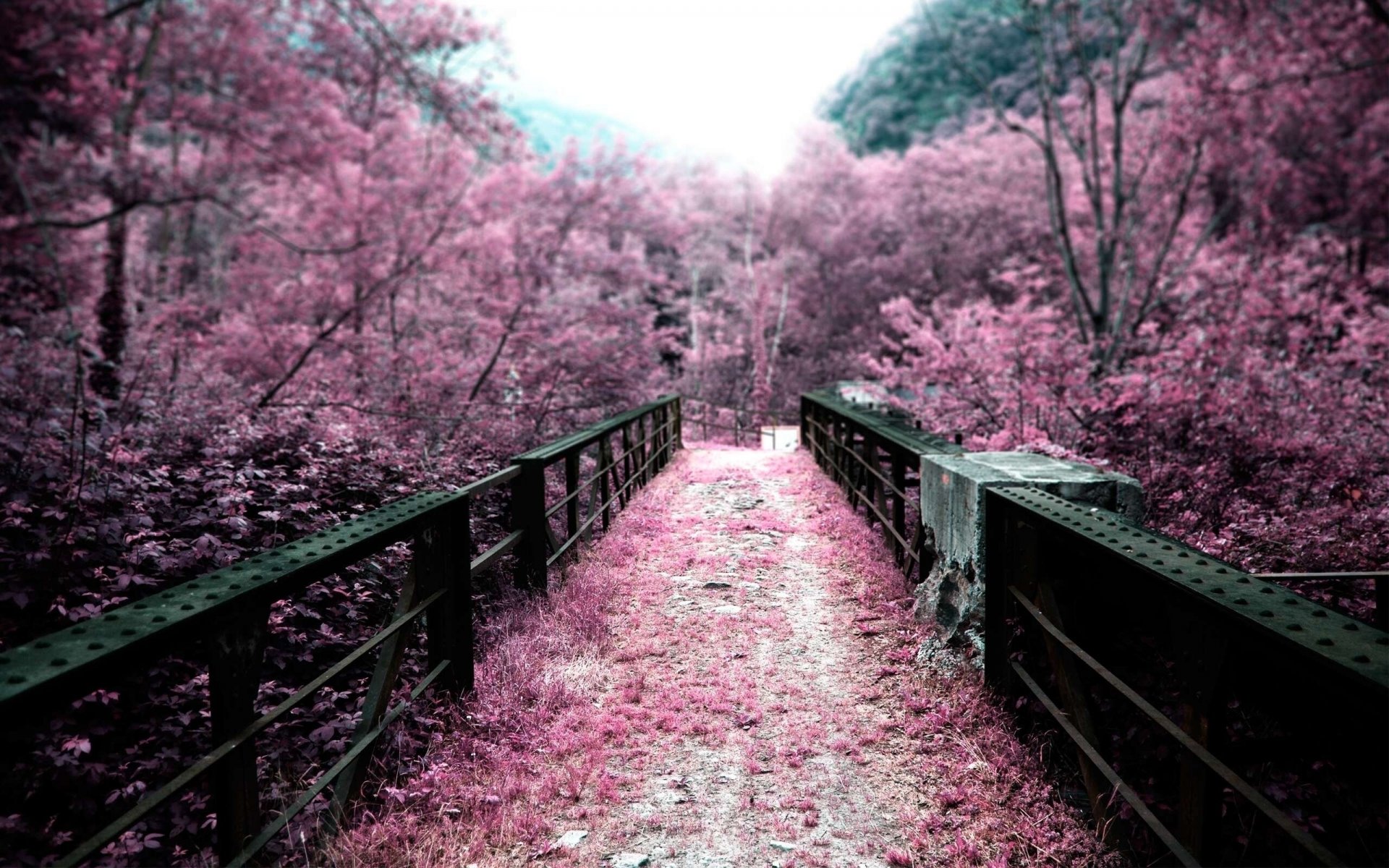 japan bridge tree flowers nature pink