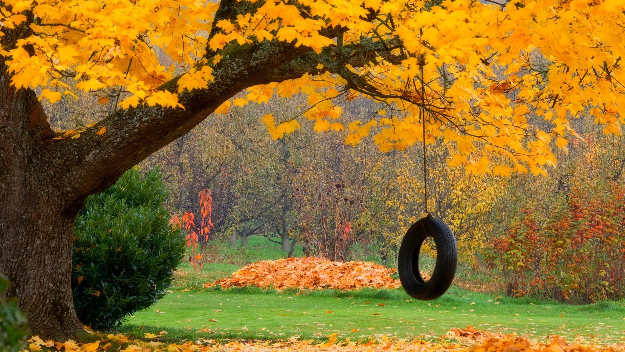 nature forêt balançoire parc arbres feuilles coloré automne automne couleurs marche