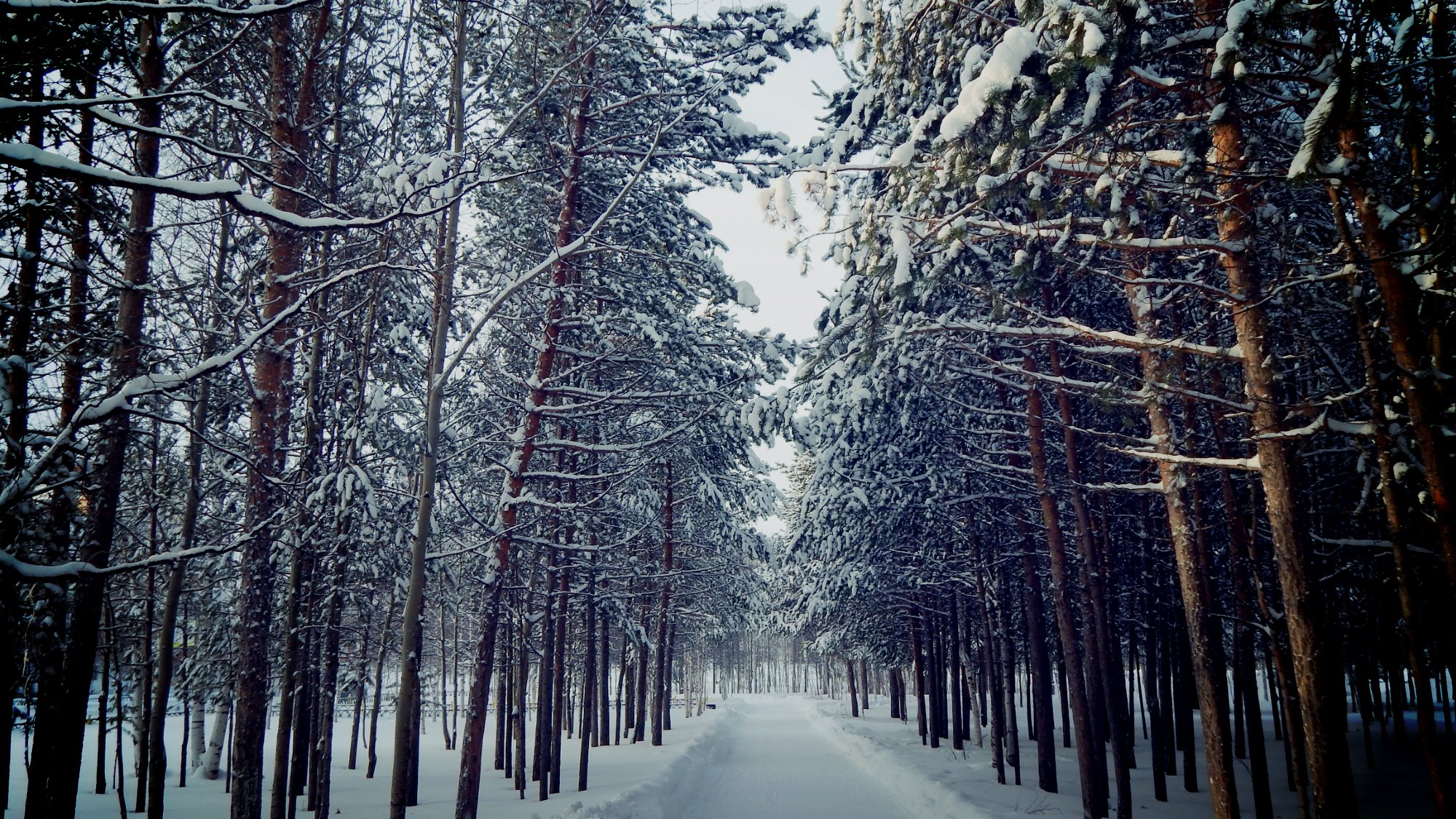 november yanao jamal herbst oktober winter 2014 schnee bäume birken schneeflocken stimmung liebe natur landschaft