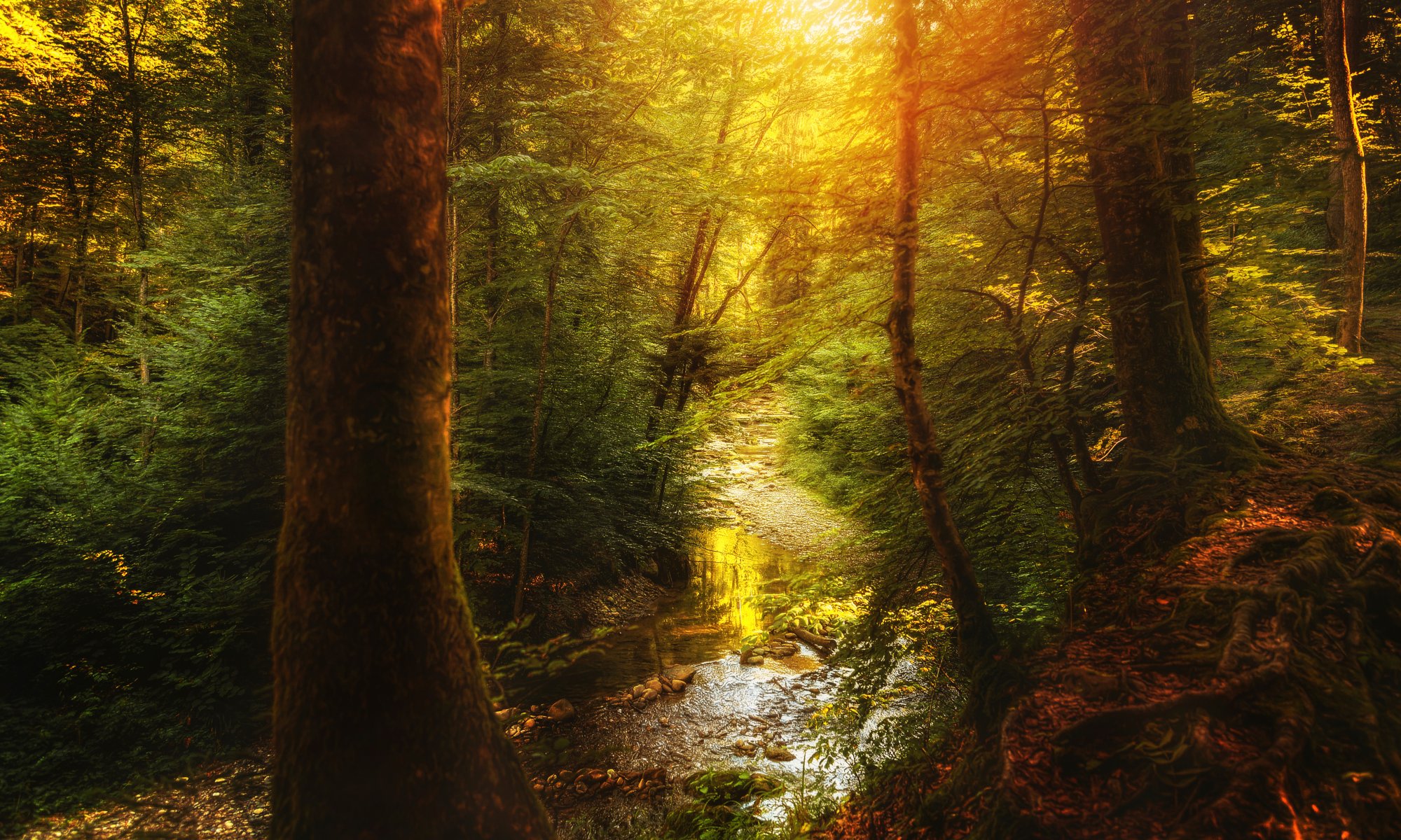 petit ruisseau forêt ruisseau traitement