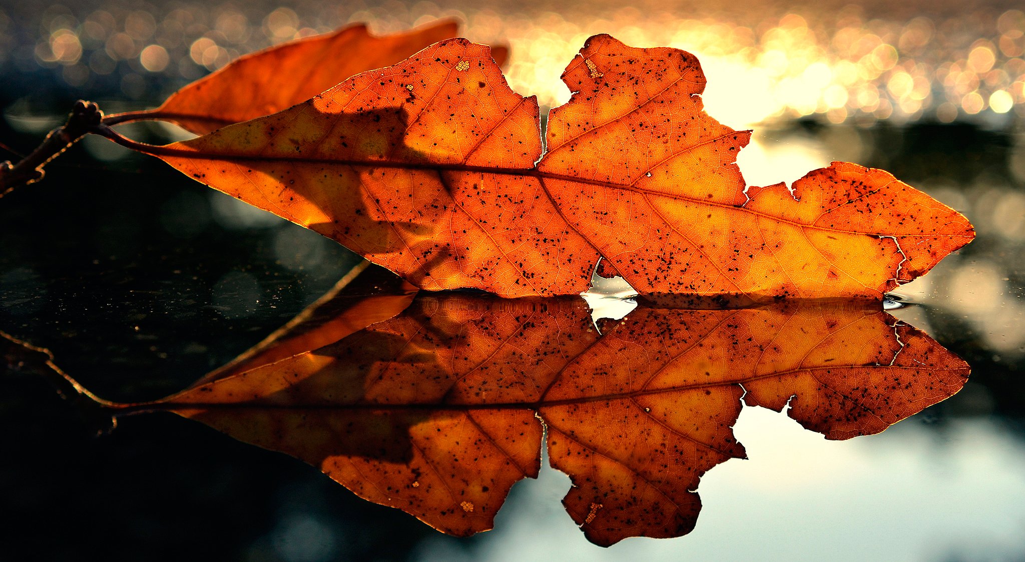 feuille automne réflexion macro