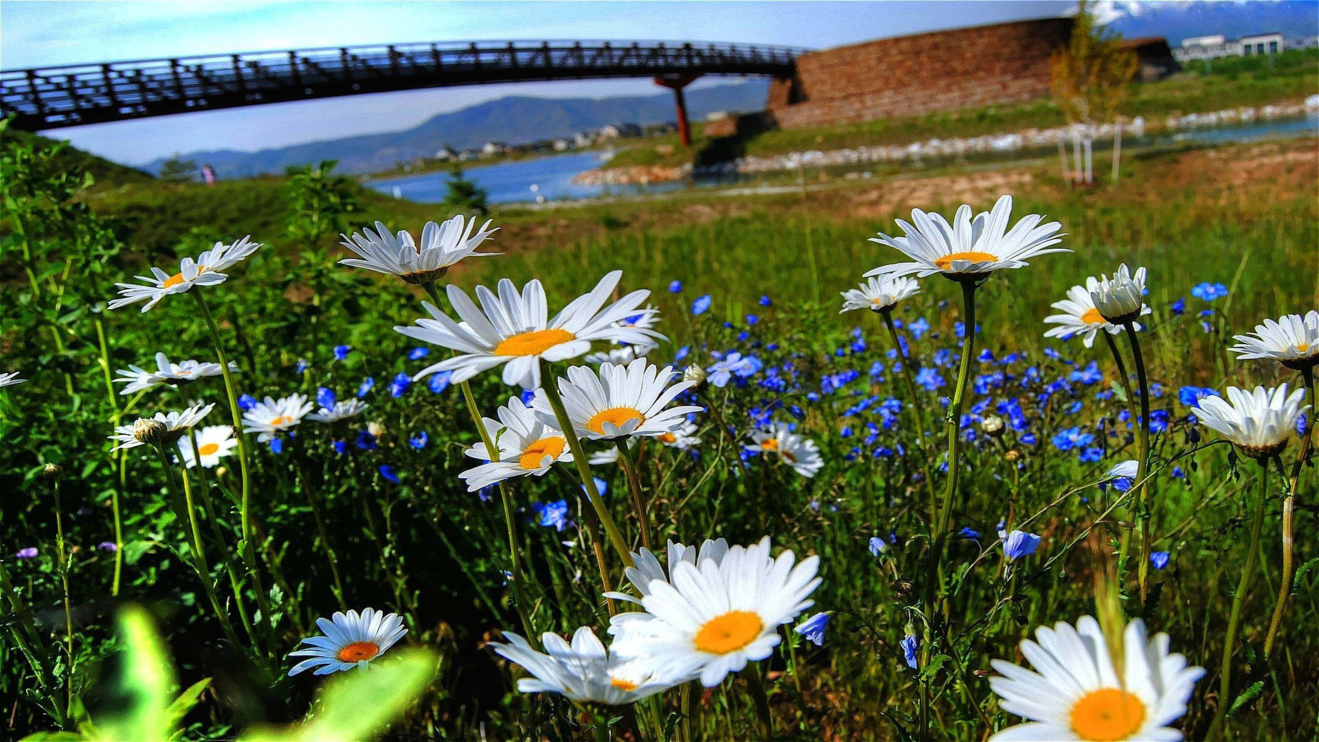 ky river bridge grass flower chamomile petals nature