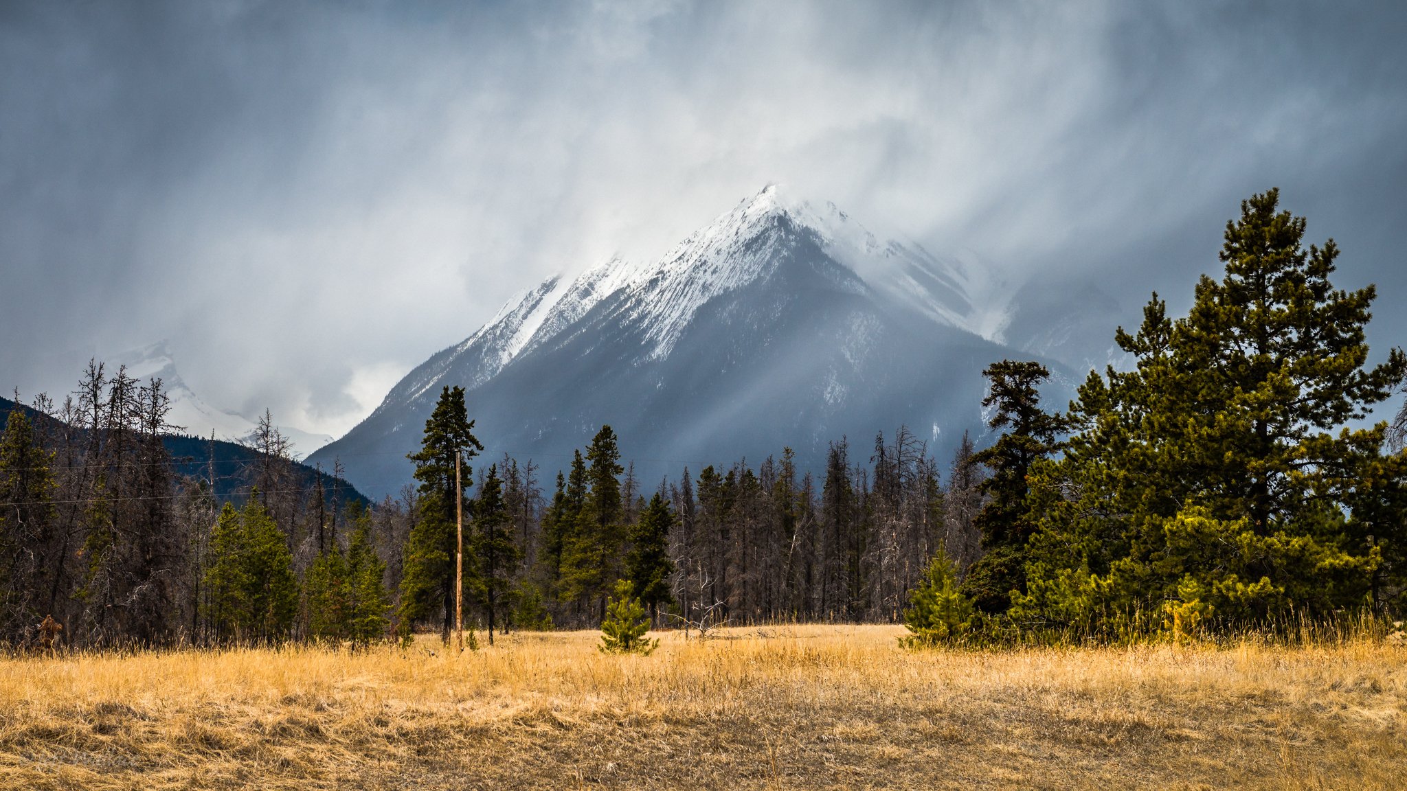 montagne arbres nature