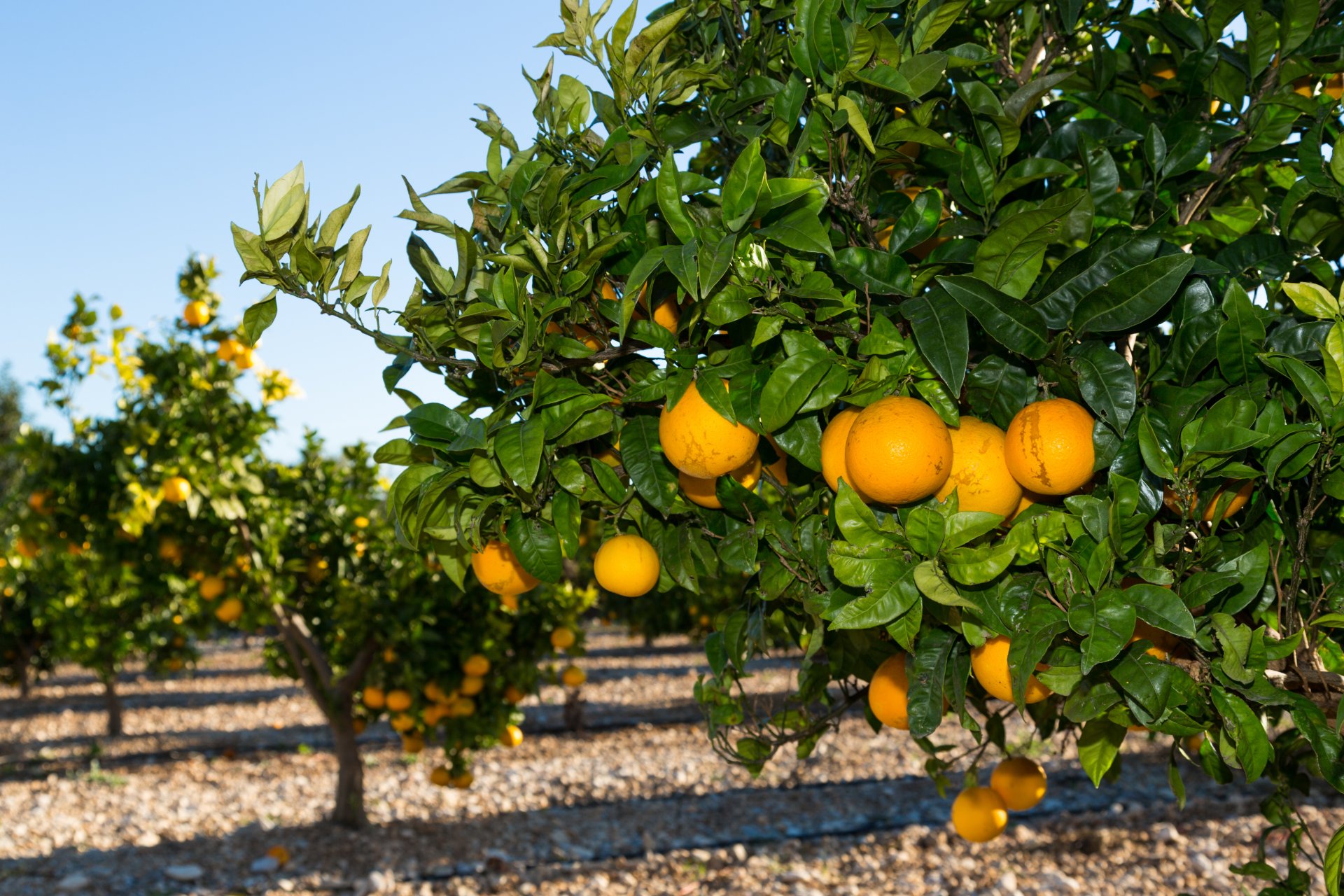 natur garten orangenbäume