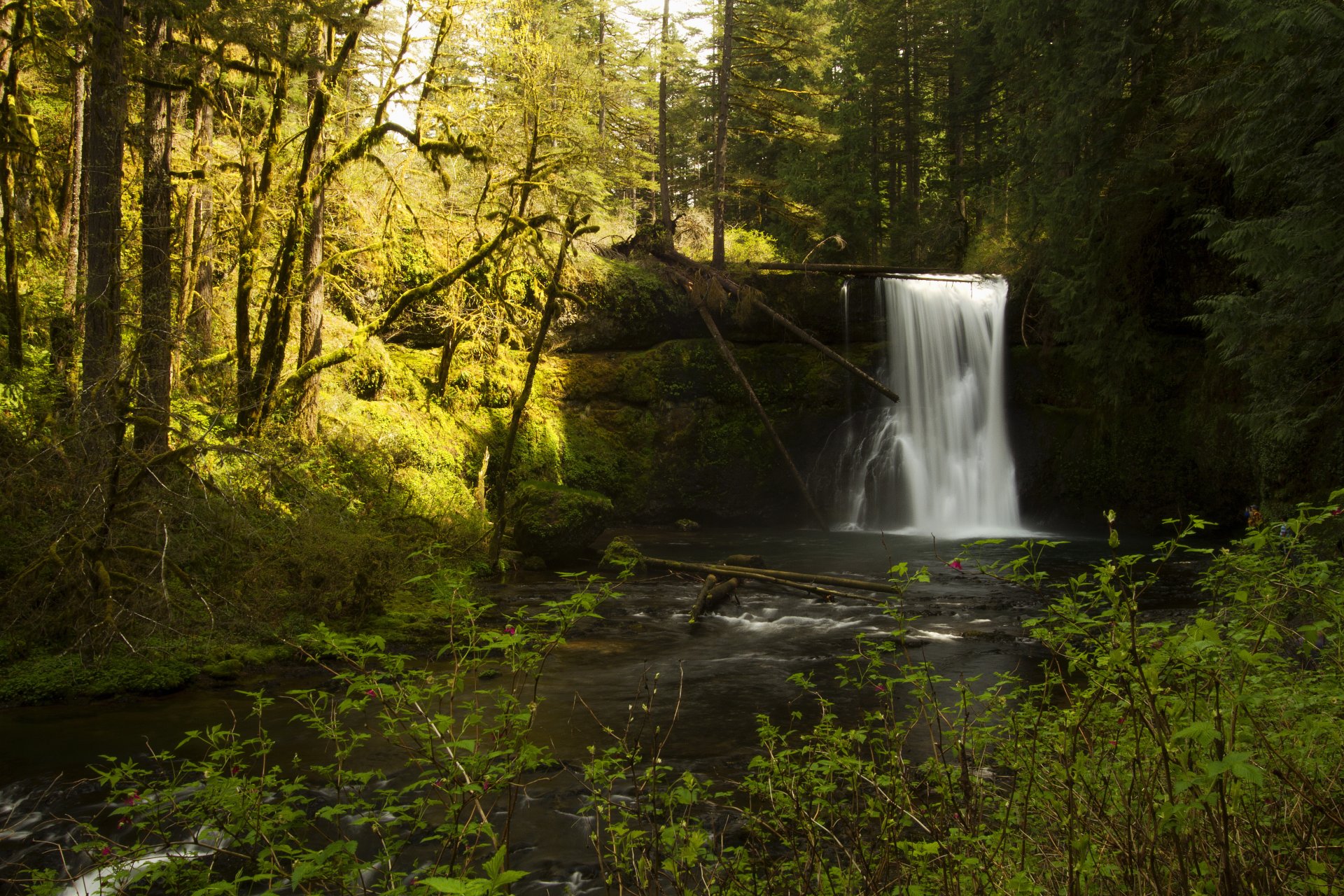 stany zjednoczone silverfalls park stanowy oregon las strumień wodospad mech skały drzewa słońce krzewy gałęzie