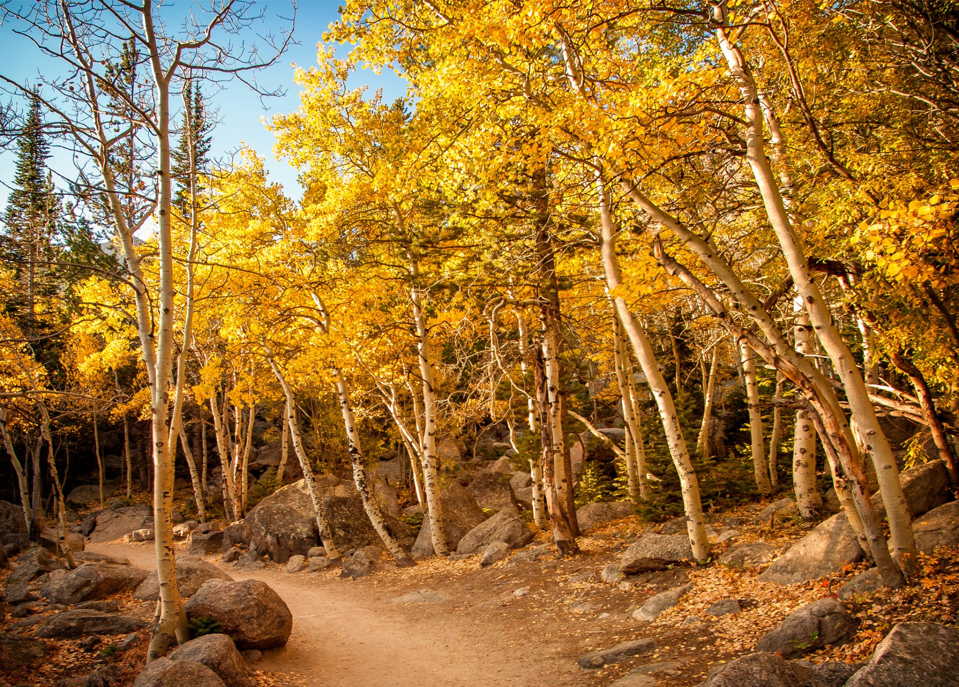 forest path slope tree autumn stones sky