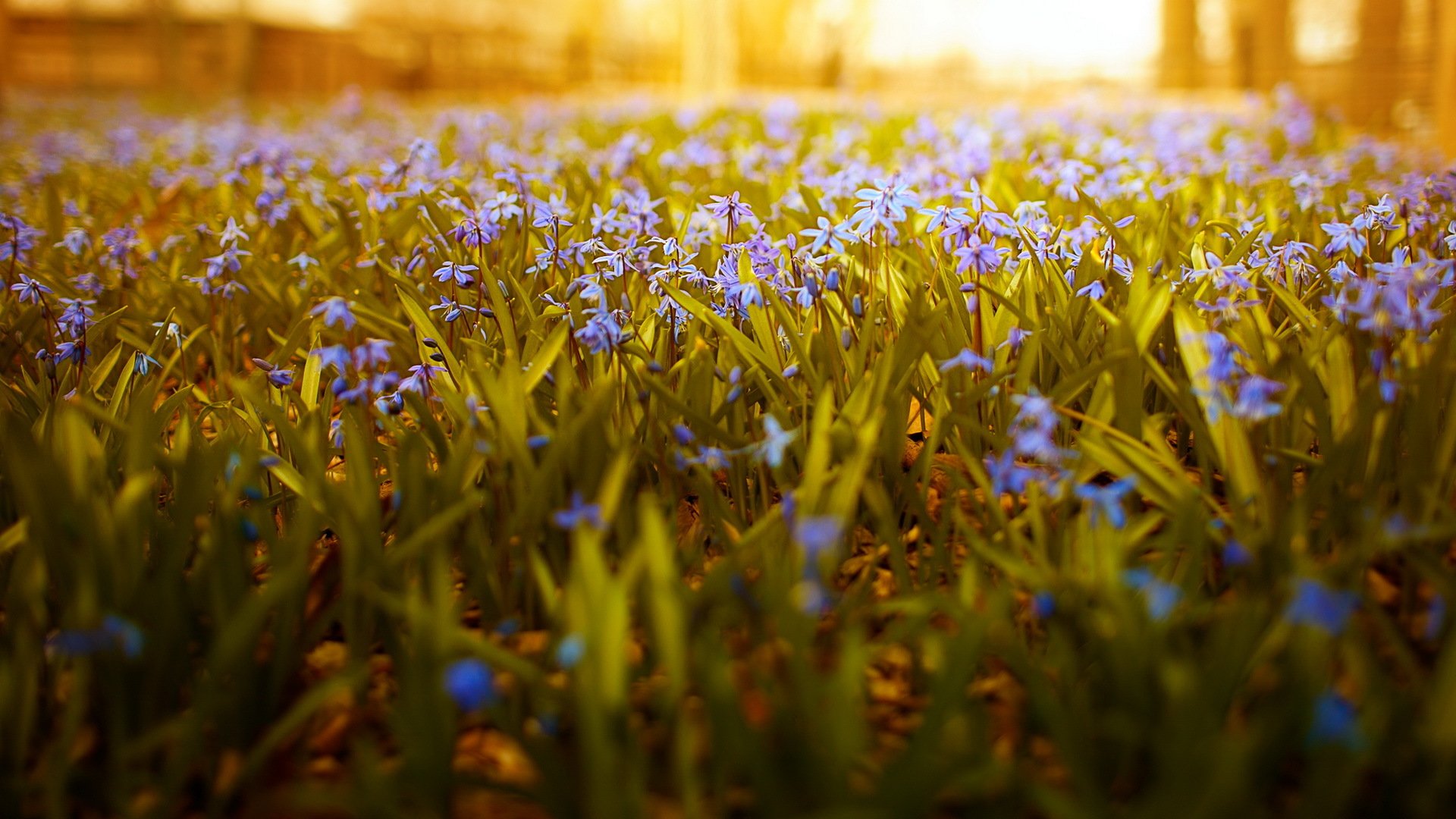 flowers degrees of freedom wide angle nature