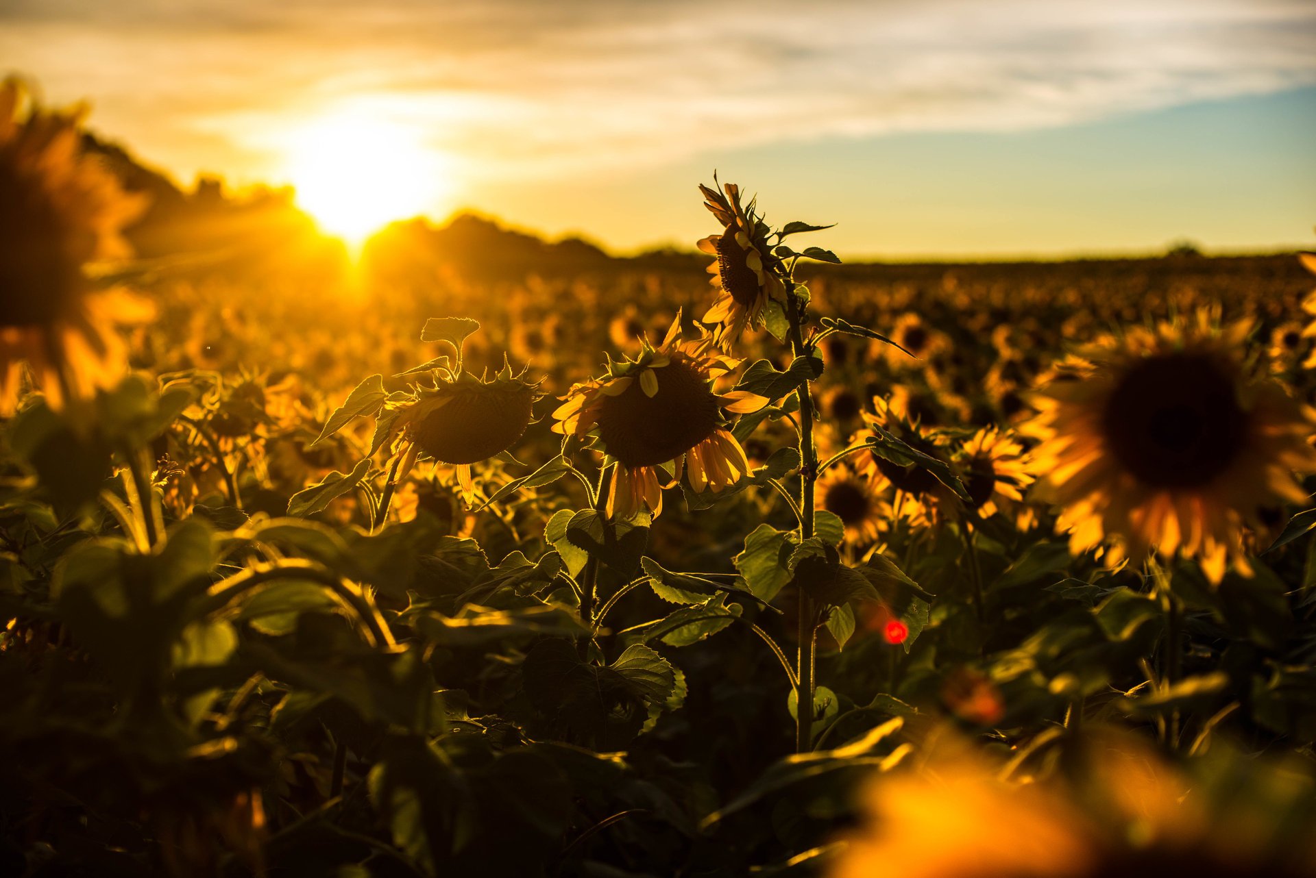 girasoles verano naturaleza