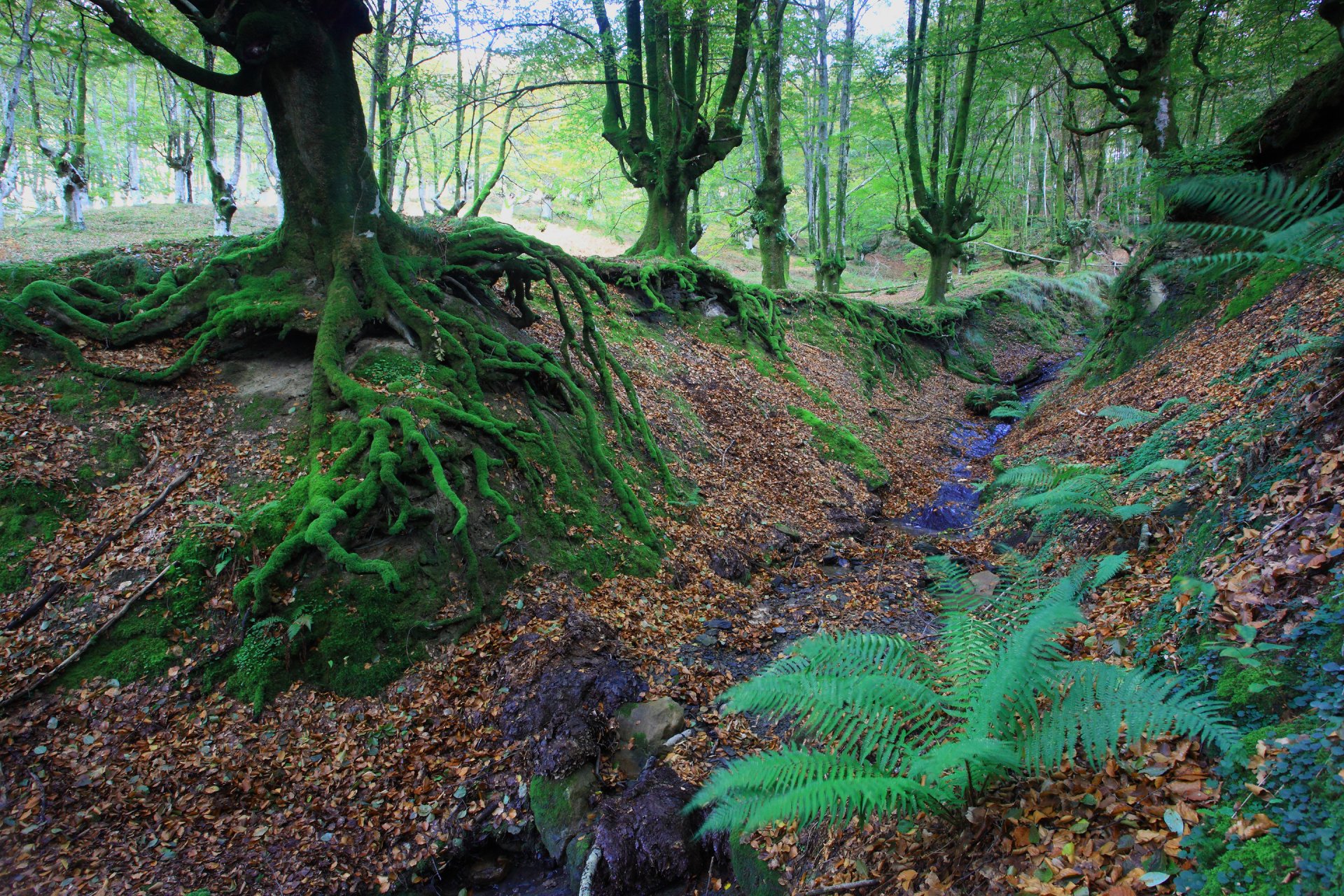 foresta alberi radici muschio autunno