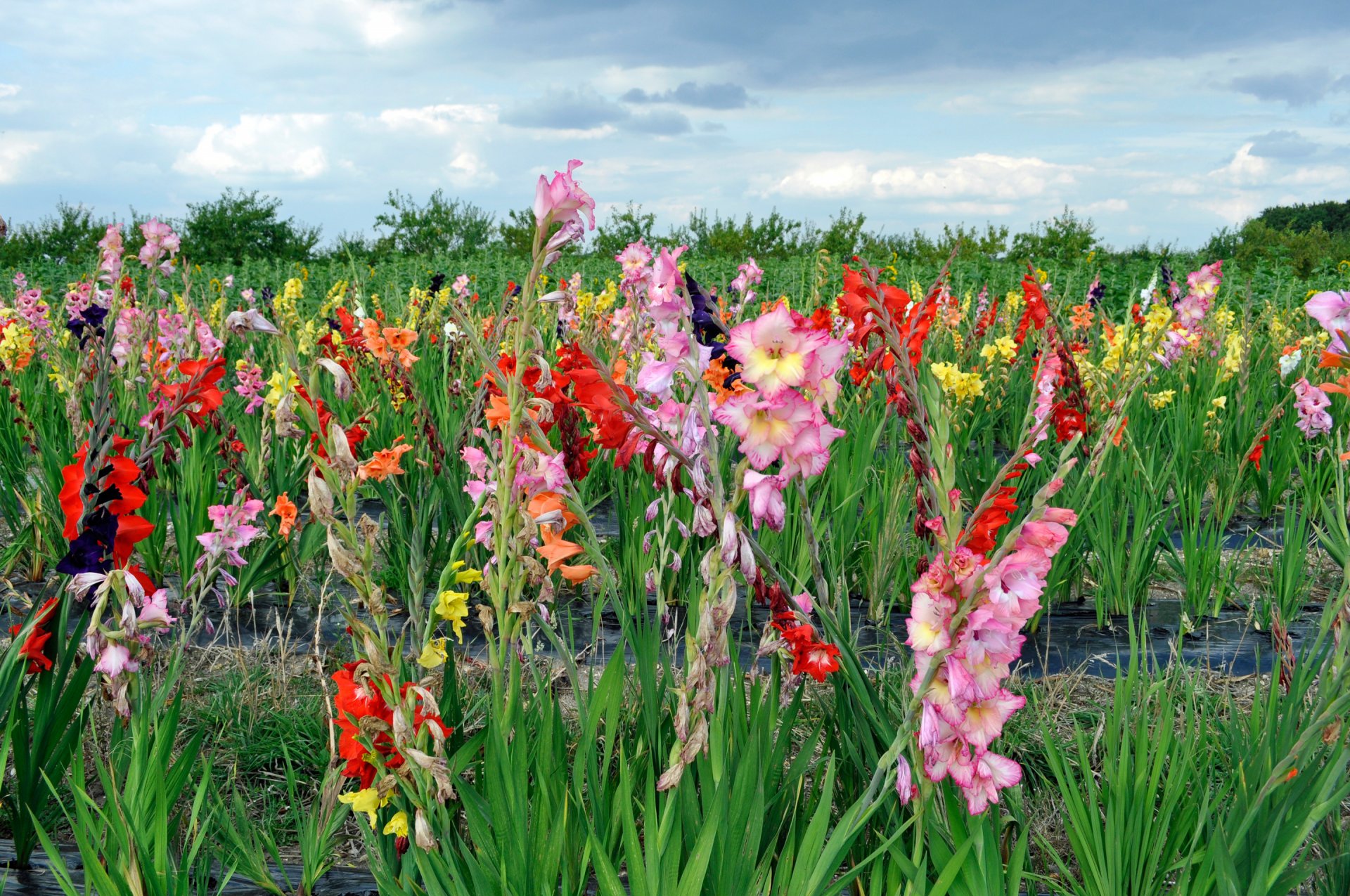 cielo nubes flores plantación gladiolo