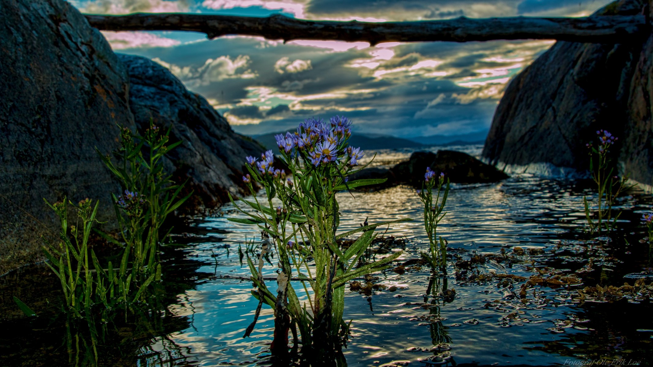 norwegen fjord blumen wasser baumstamm