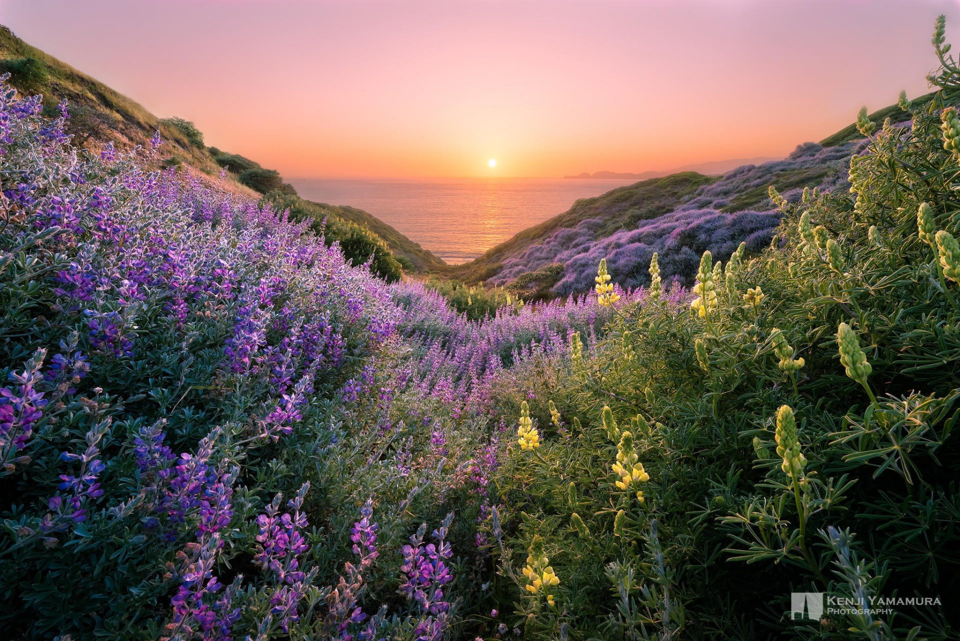 kenji yamamura fotografo colline fiori sole tramonto mare bellezza