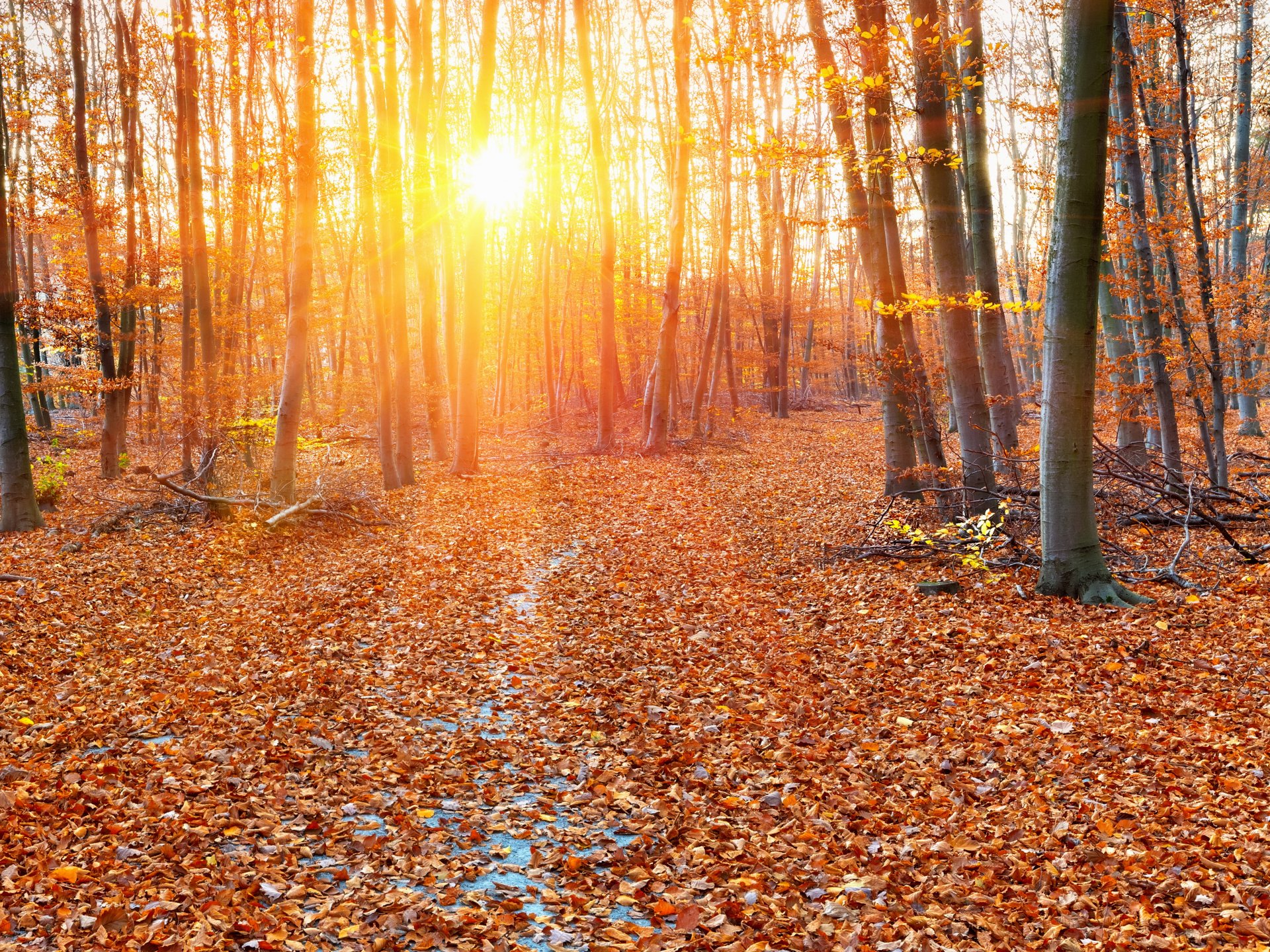 wald herbst laub sonnenstrahlen bäume blätter gelb