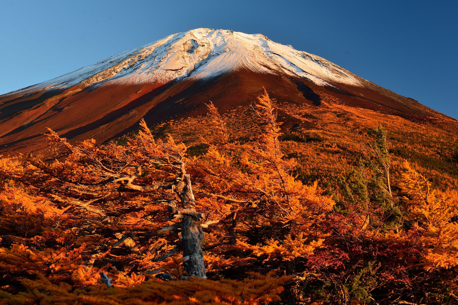 japon mont fujiyama ciel arbres pente automne