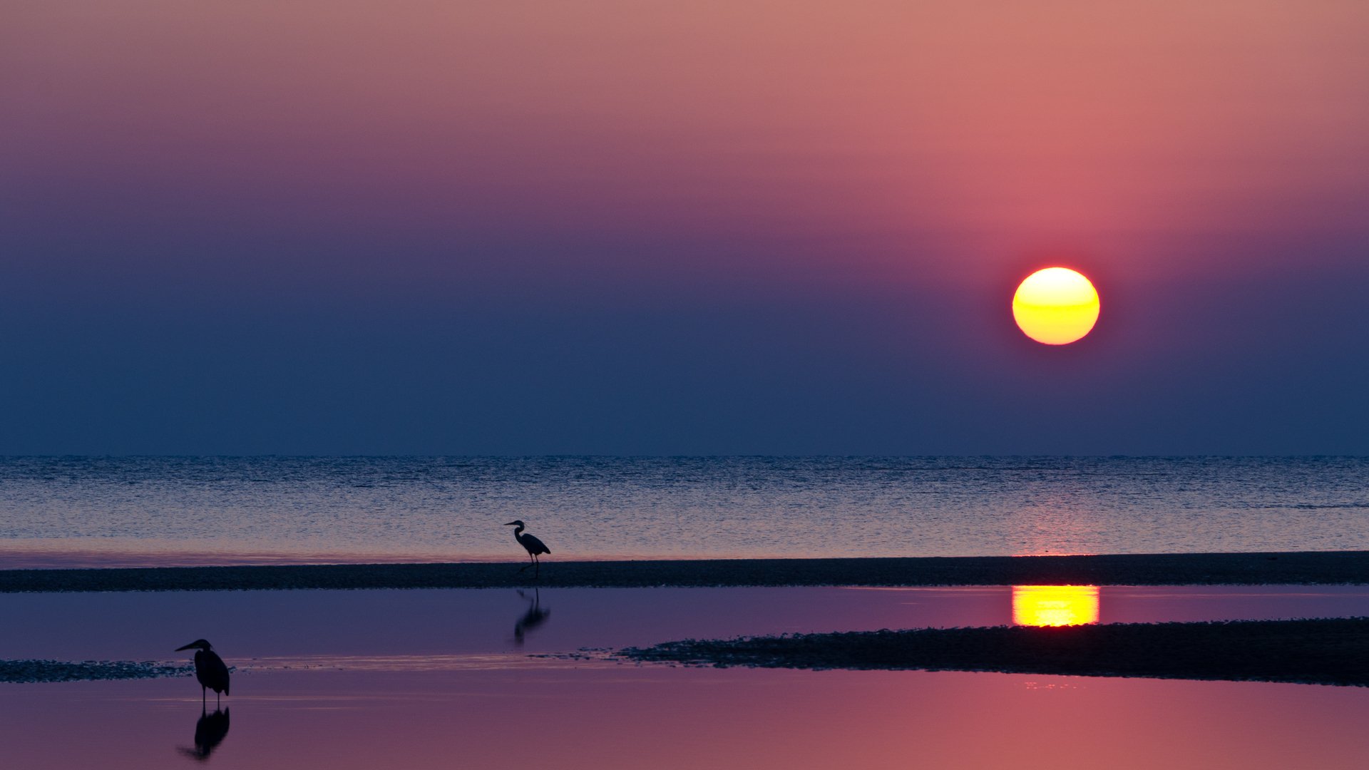 coast sea water birds sun