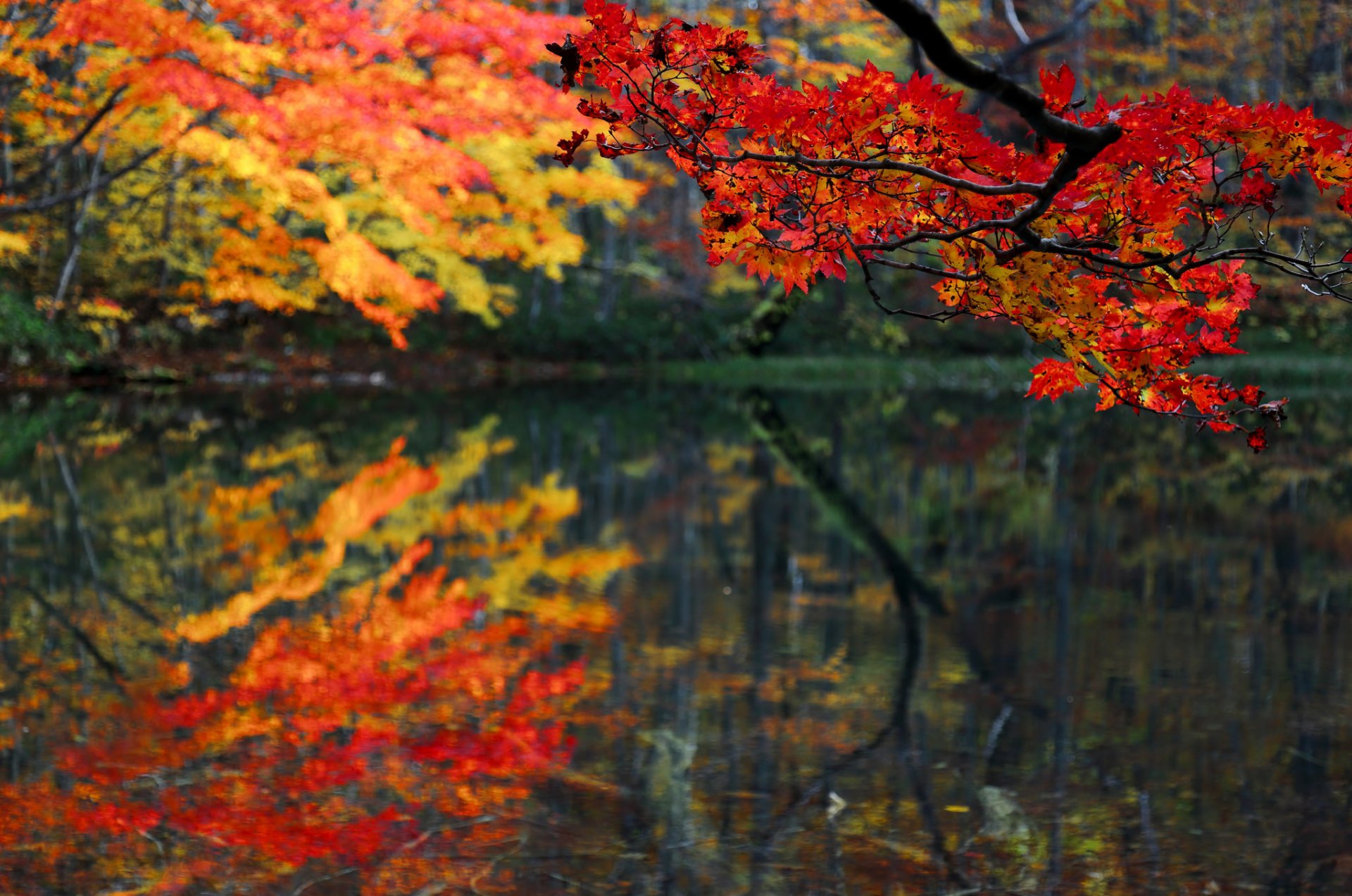 forest pond lake branch leaves autumn