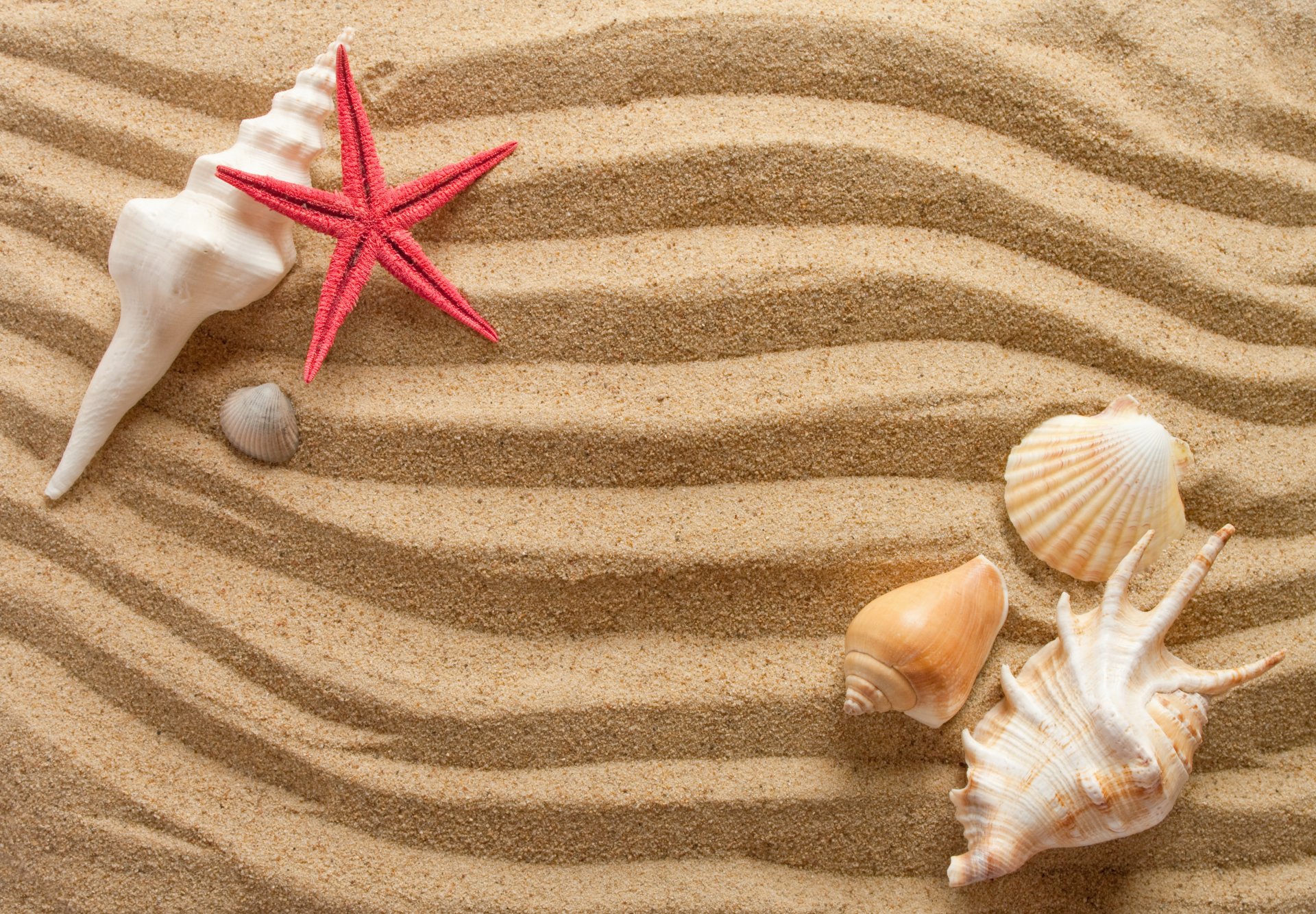 and waves shells starfish summer