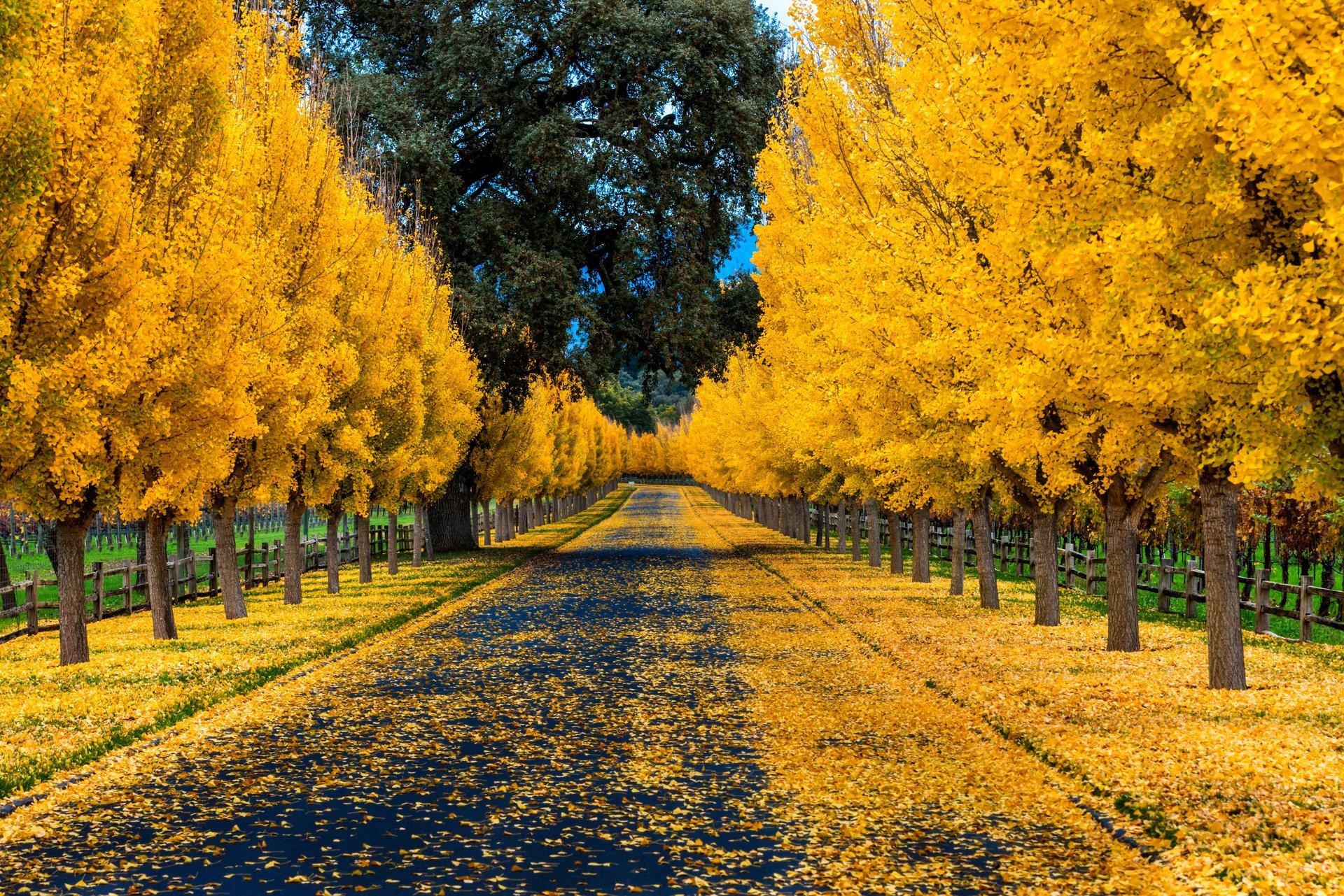 naturaleza bosque parque árboles hojas colorido camino otoño caída colores paseo