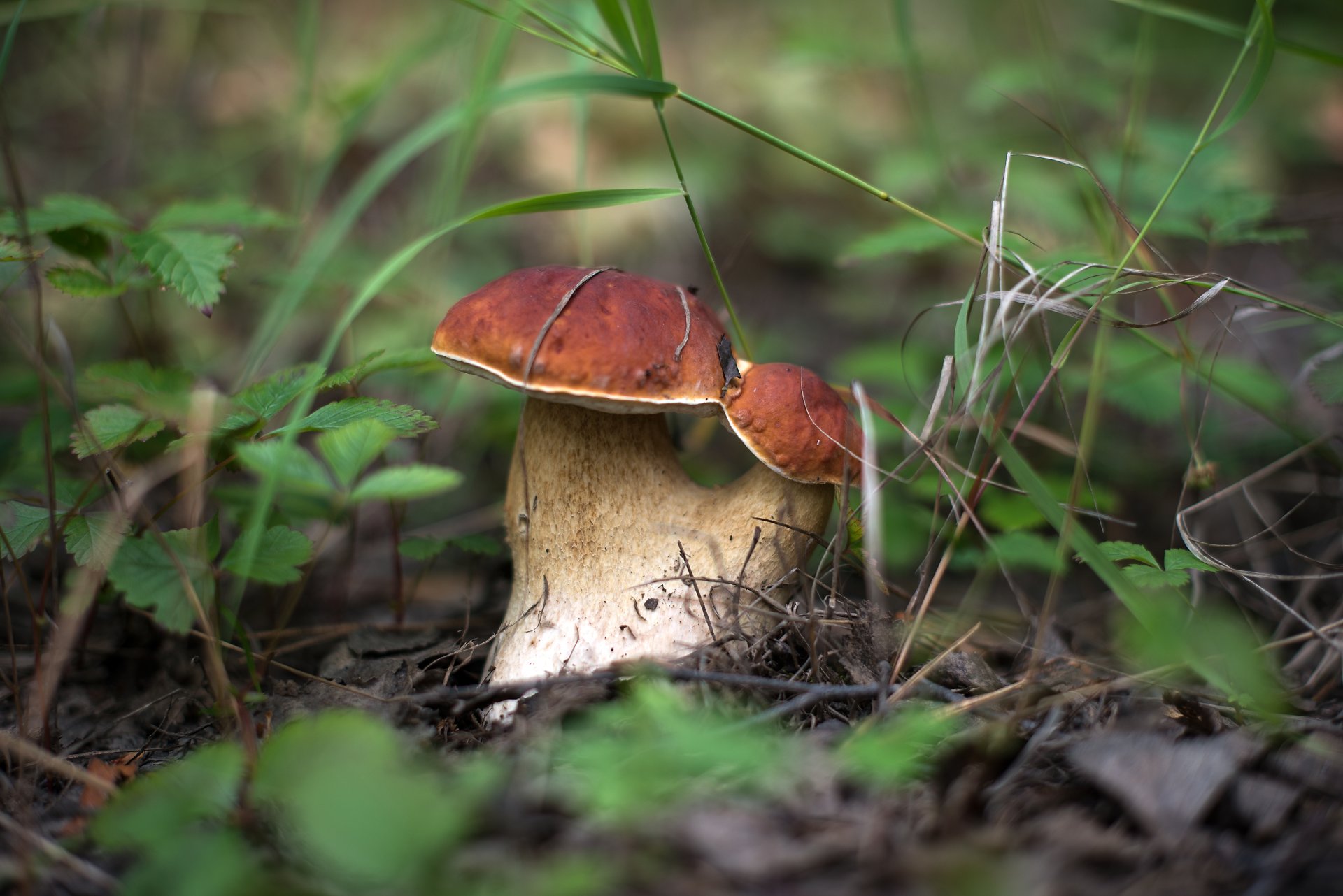 white mushrooms nature