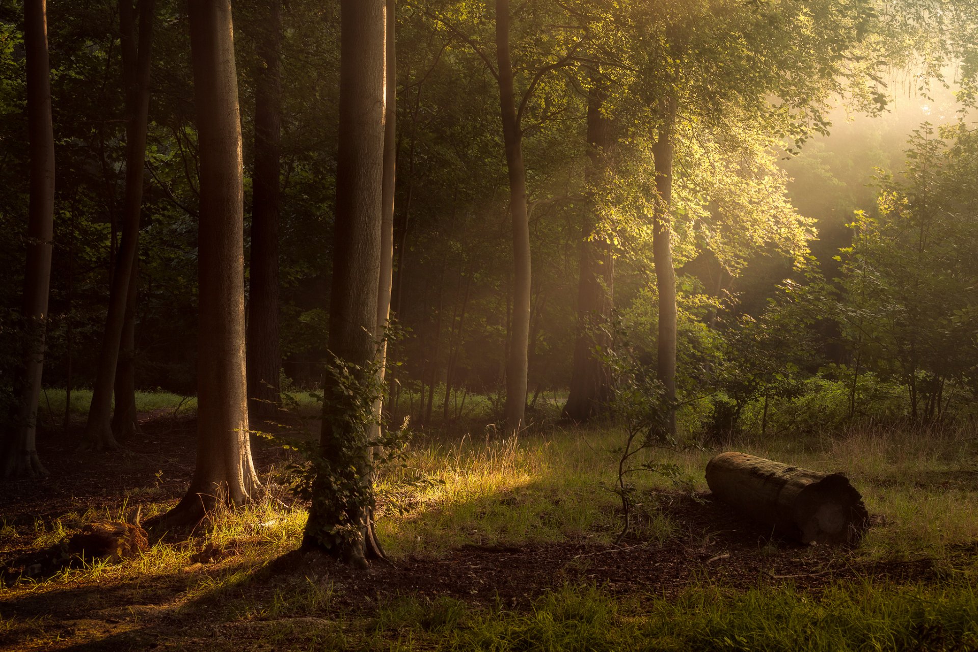 retour forêt arbres soleil