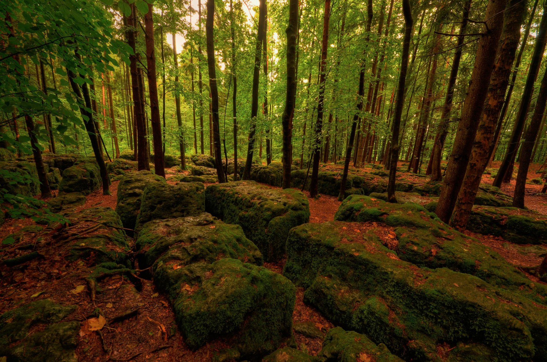 forest stones moss tree leaves autumn