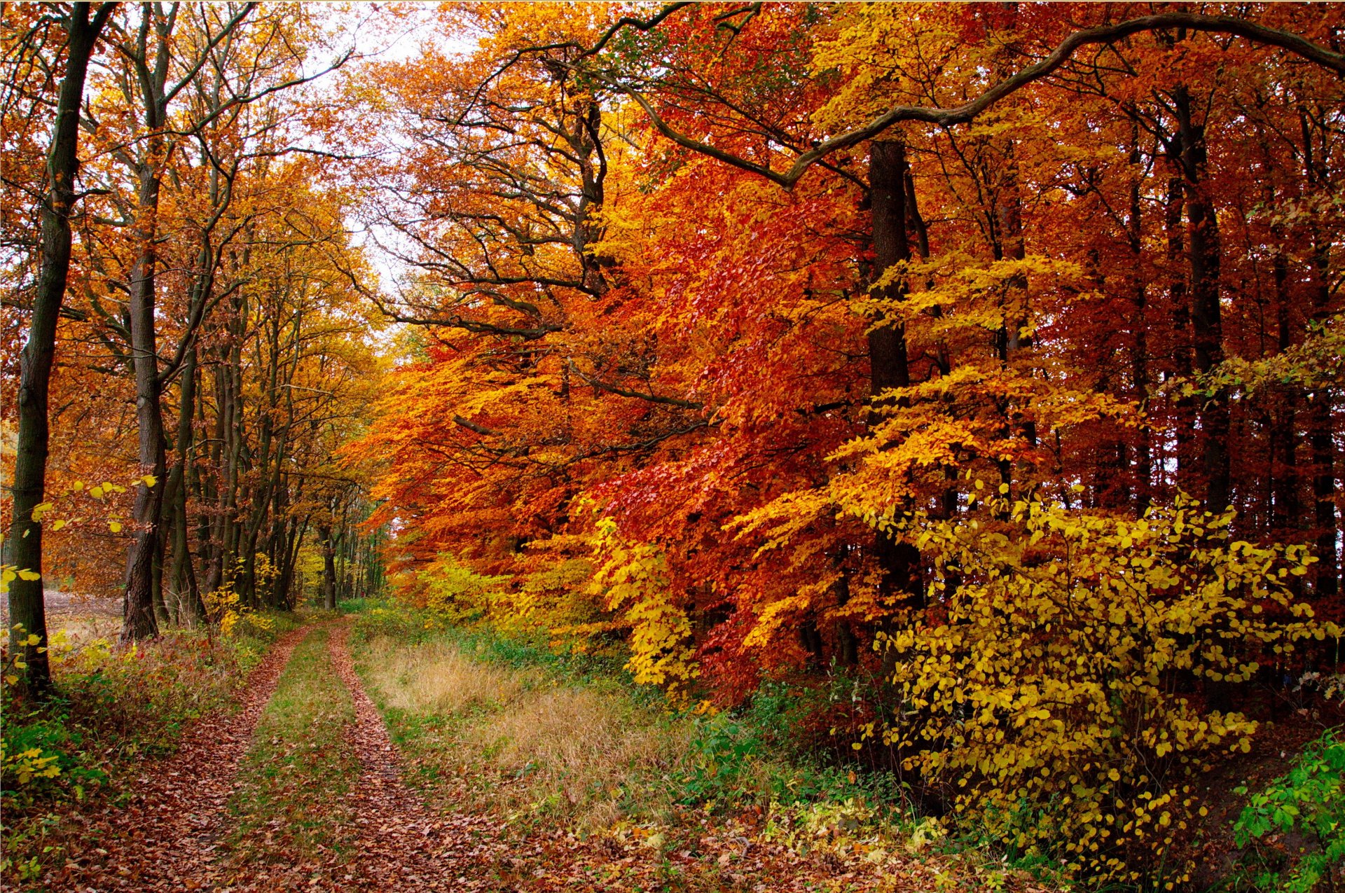 forêt automne arbres feuilles sentier