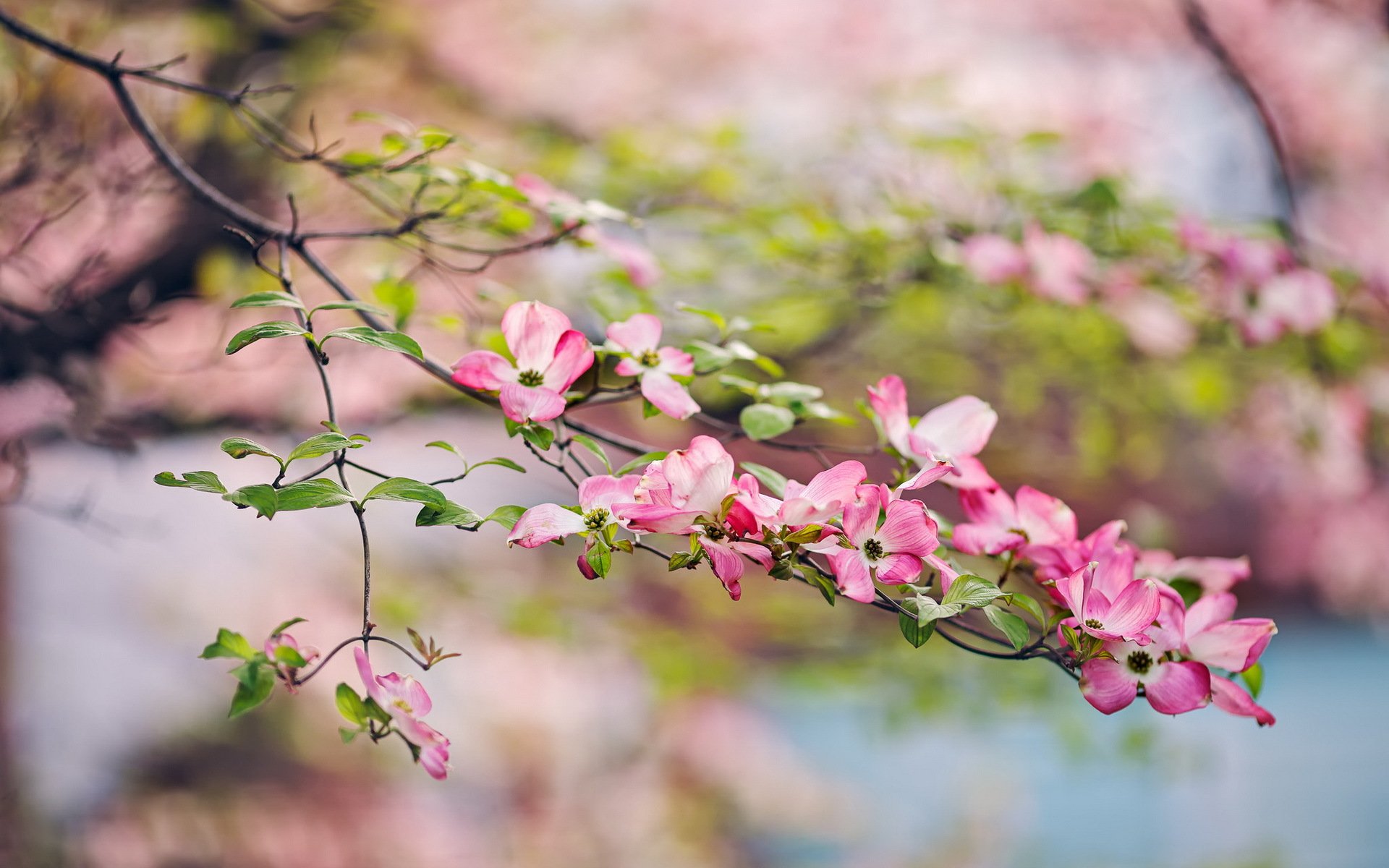 garten frühling natur