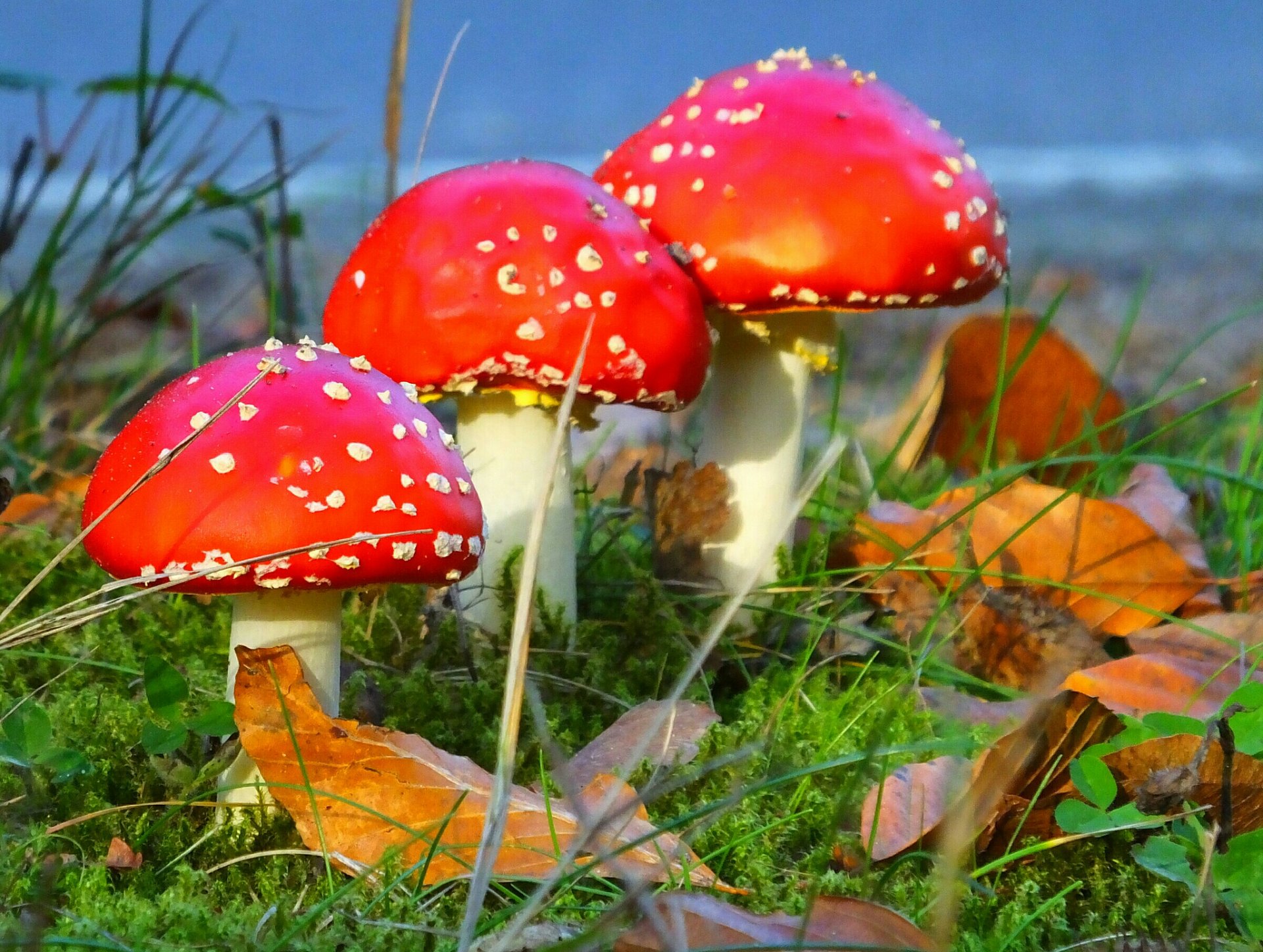 herbst gras blätter pilze amanita