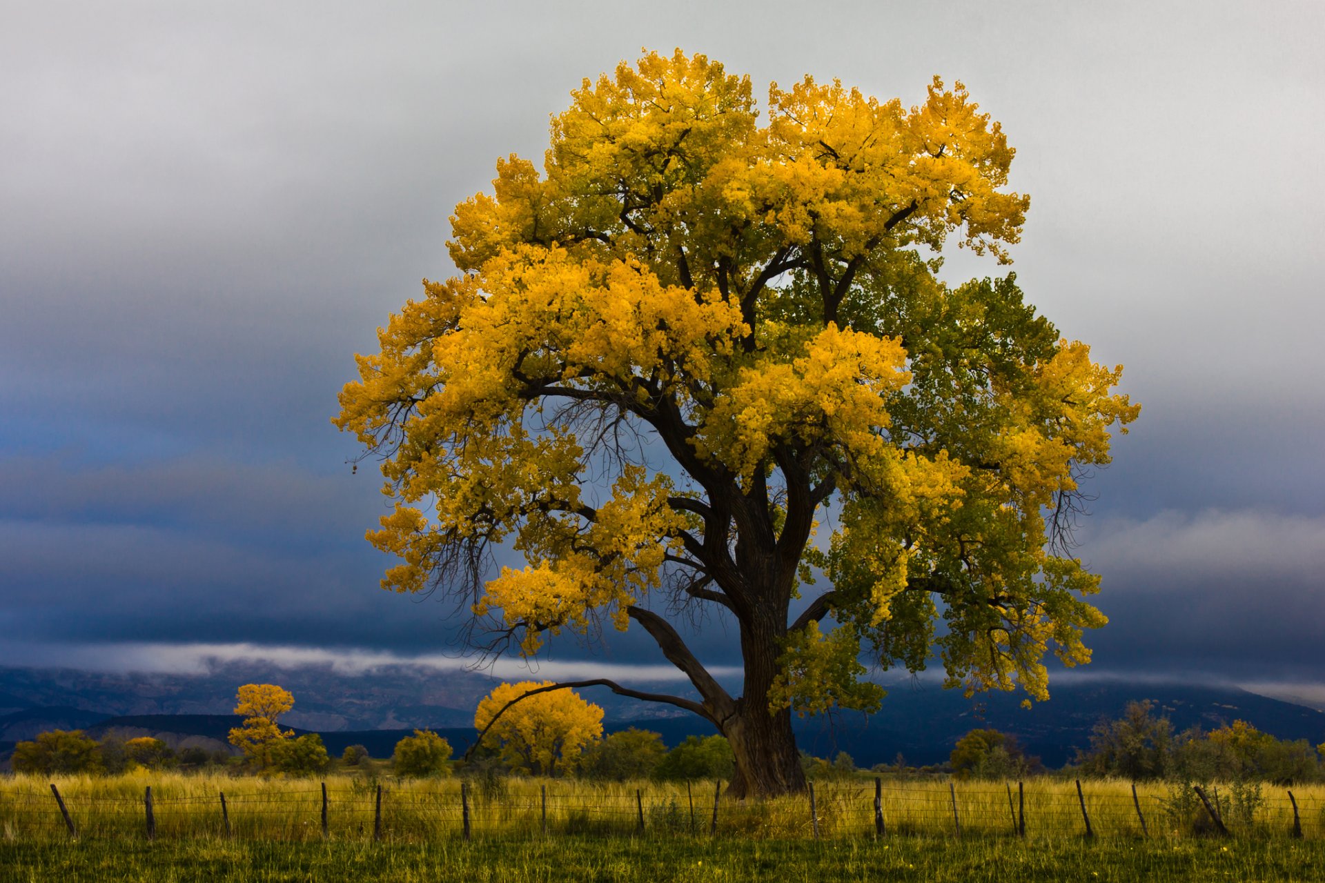 himmel wolken feld baum herbst