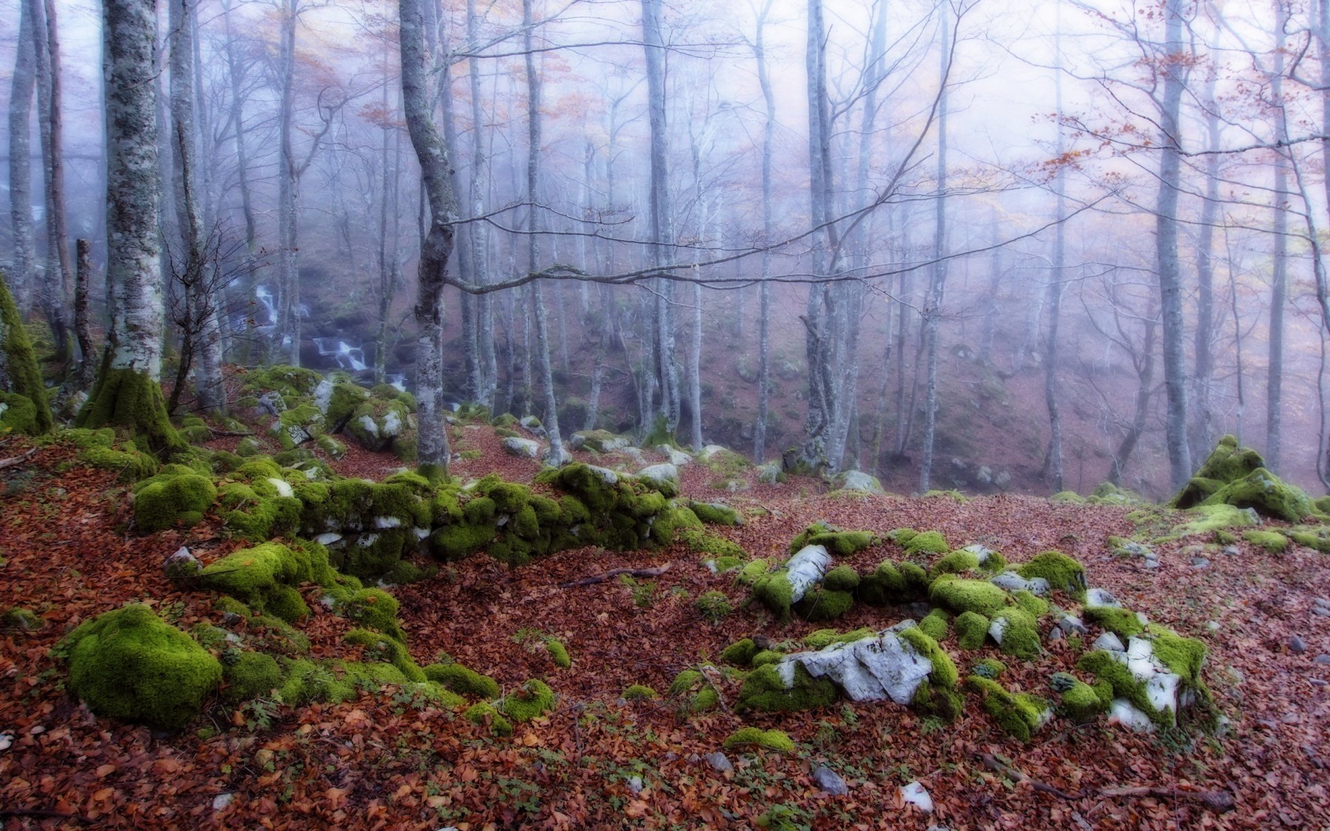 bosque niebla otoño naturaleza