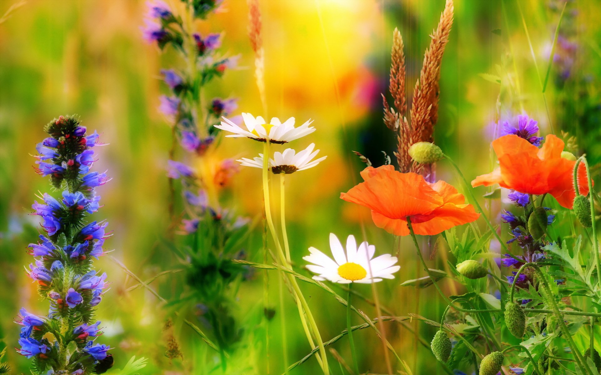 nature été fleurs