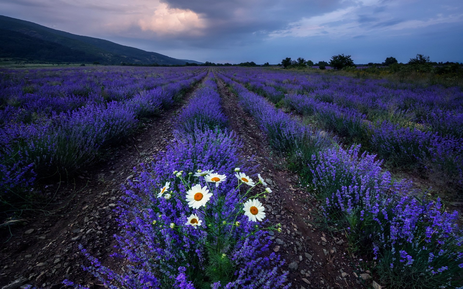 champ fleurs lavande camomille