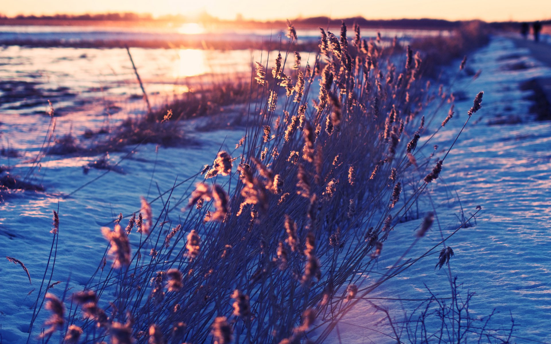 morning snow grass nature