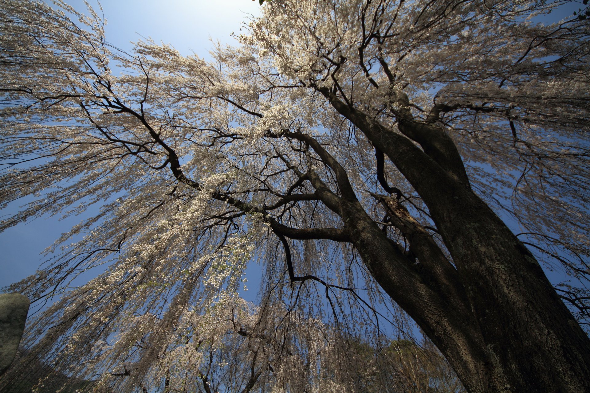 natura albero rami fiori cielo