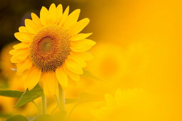 Tournesol dans le champ dans la brume jaune