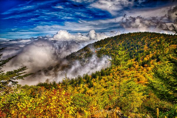 Forêt d automne incroyablement belle