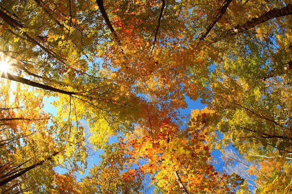 Follaje de otoño, copas de árboles bajo el sol