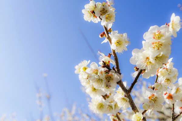 Blühende Zweige im Frühling auf einem blauen Himmelshintergrund